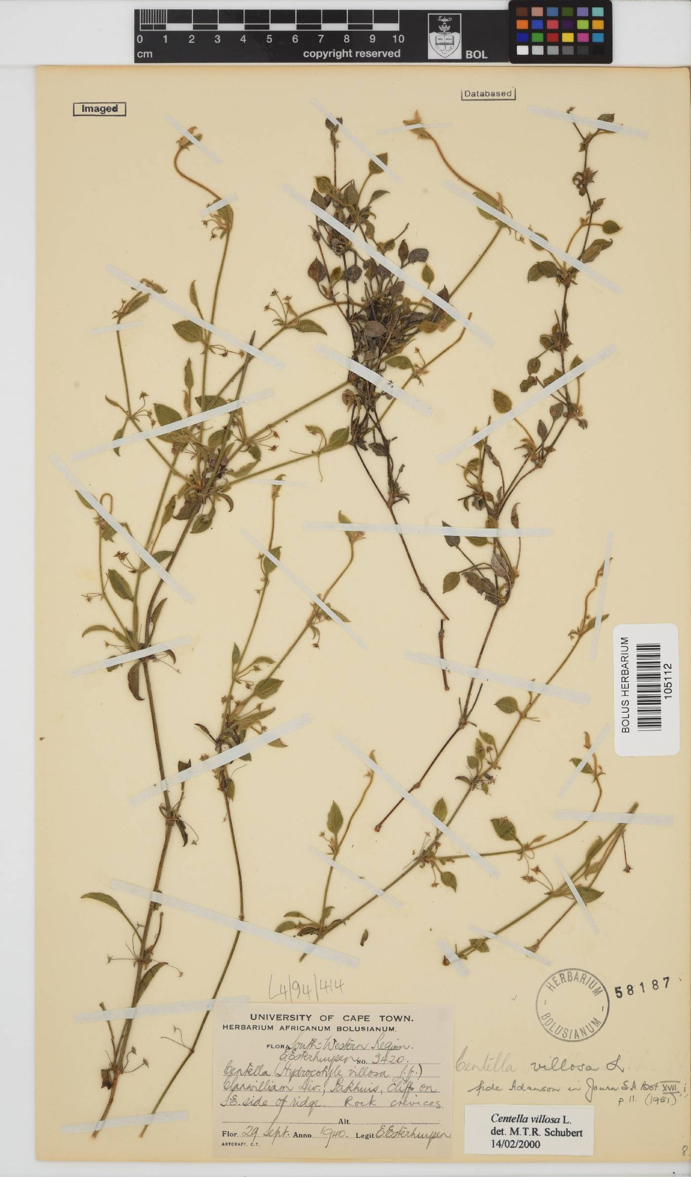 Centella villosa image