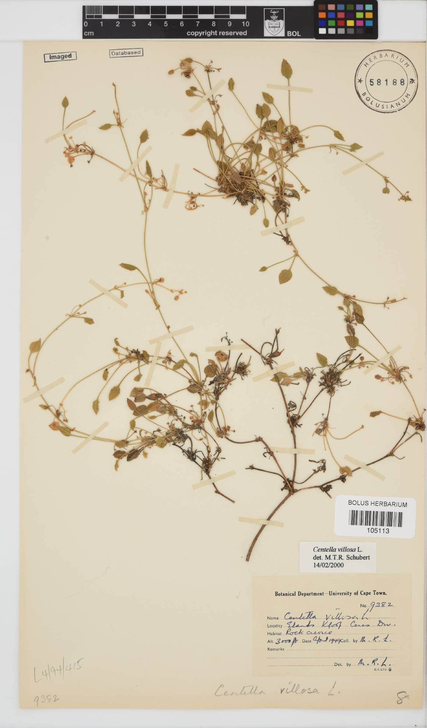 Centella villosa image