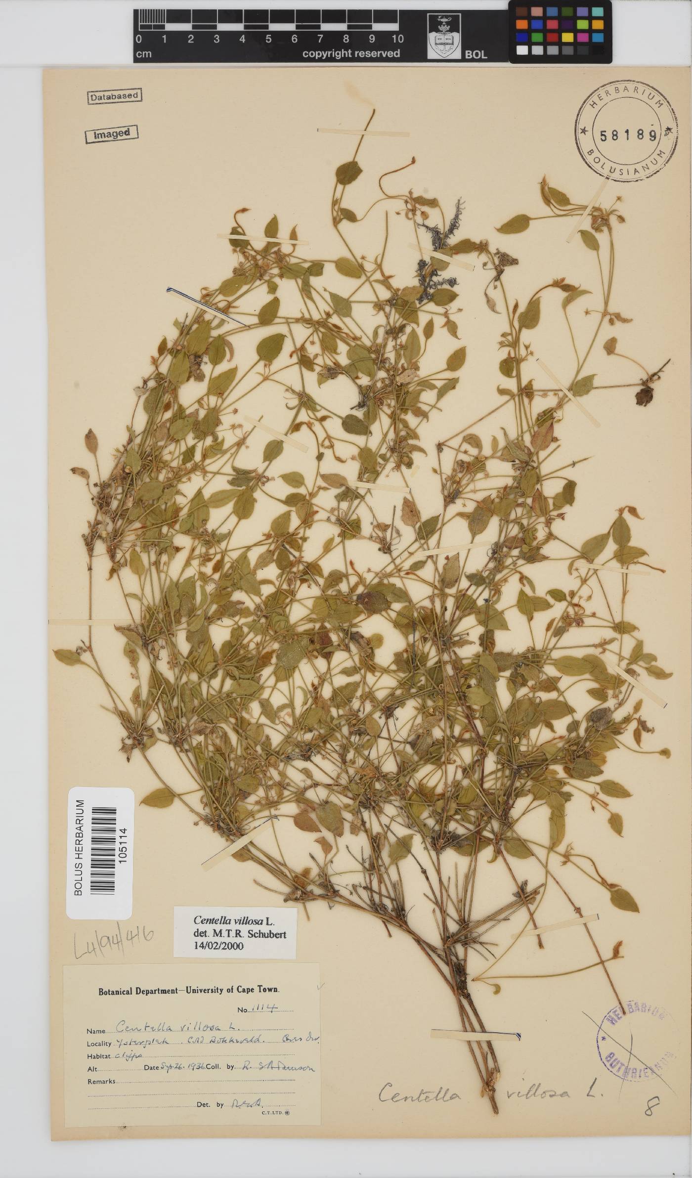 Centella villosa image