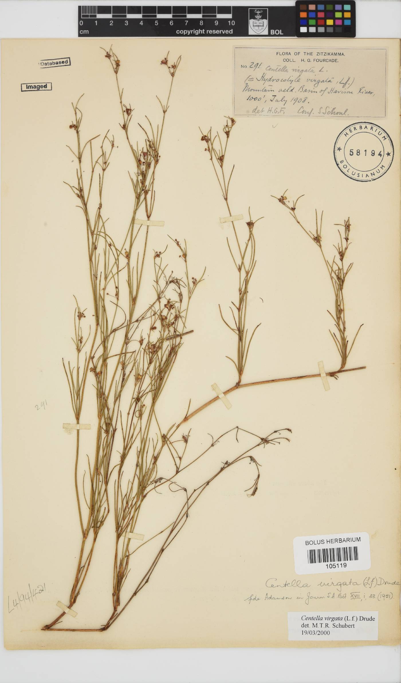 Centella virgata image