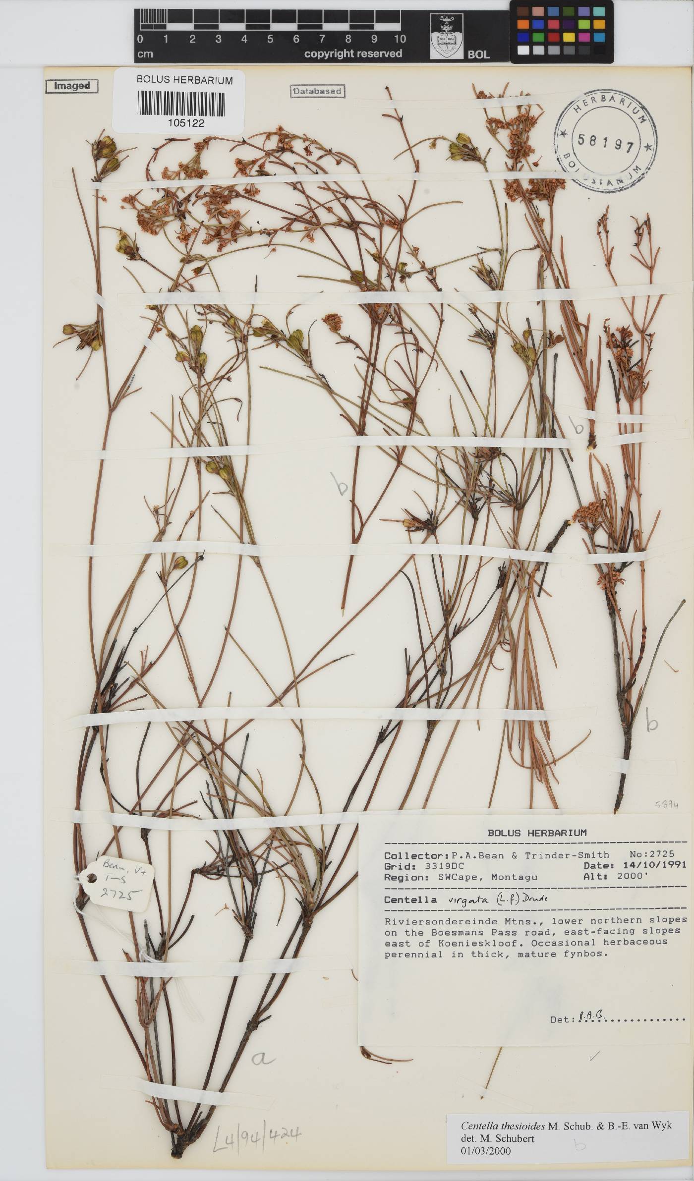Centella thesioides image