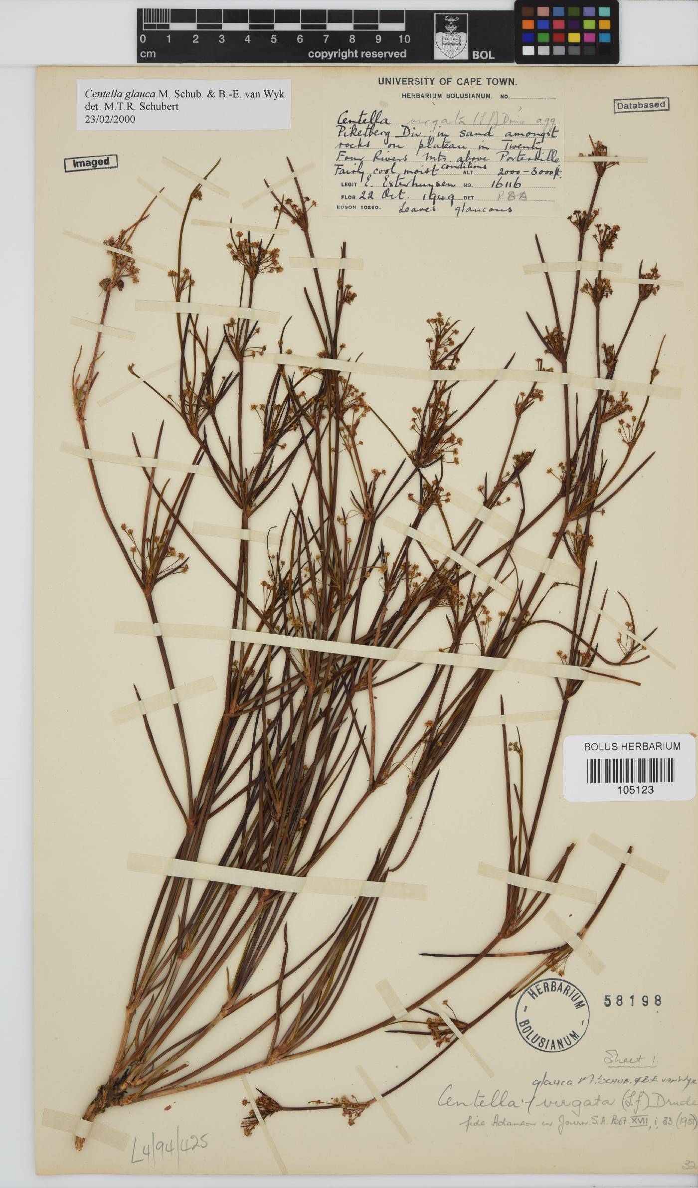 Centella glauca image