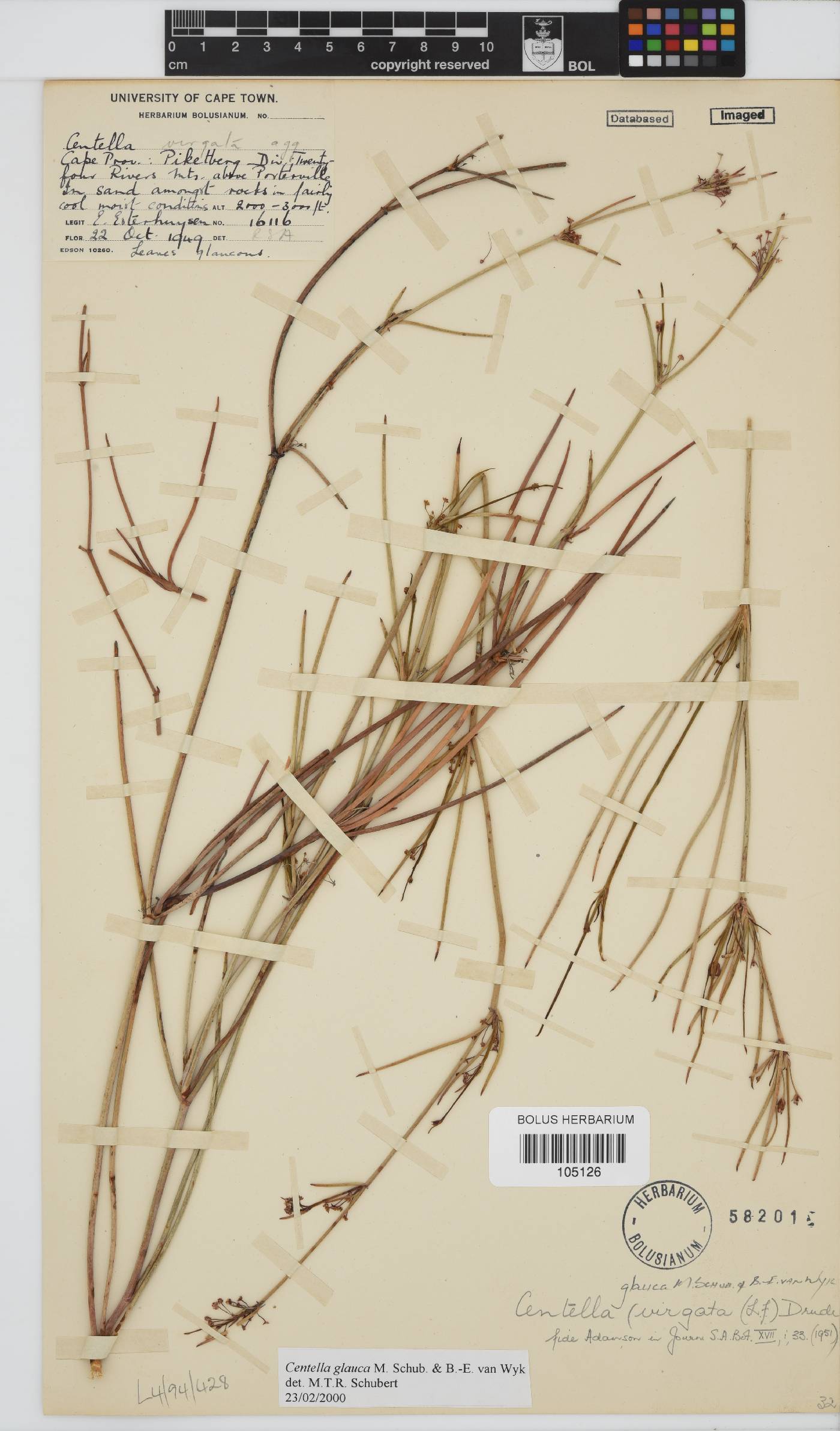 Centella glauca image