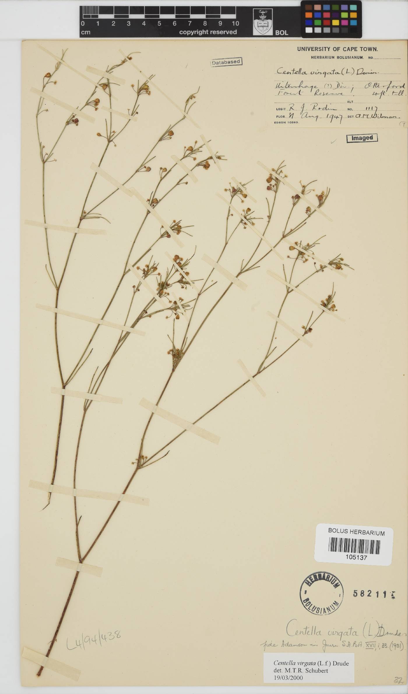 Centella virgata image