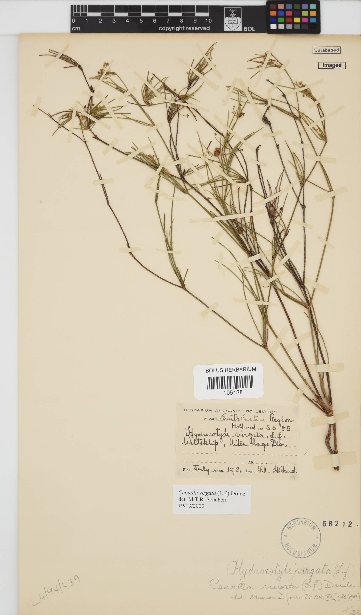Centella virgata image