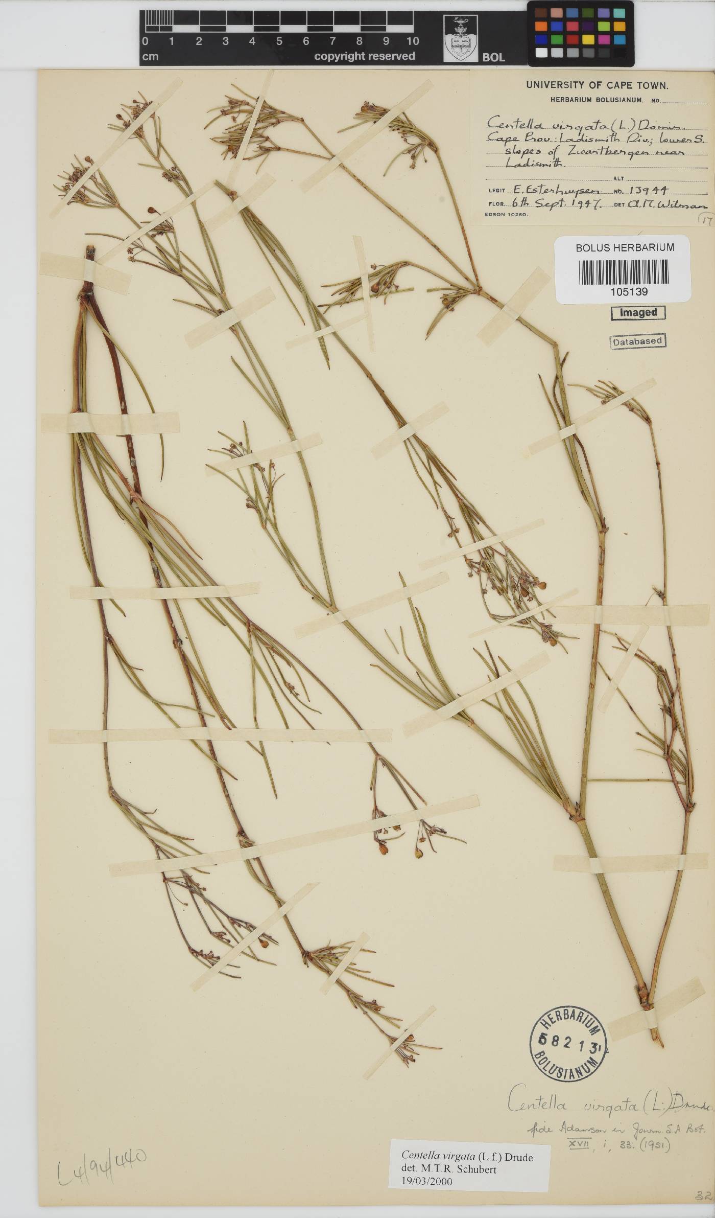 Centella virgata image