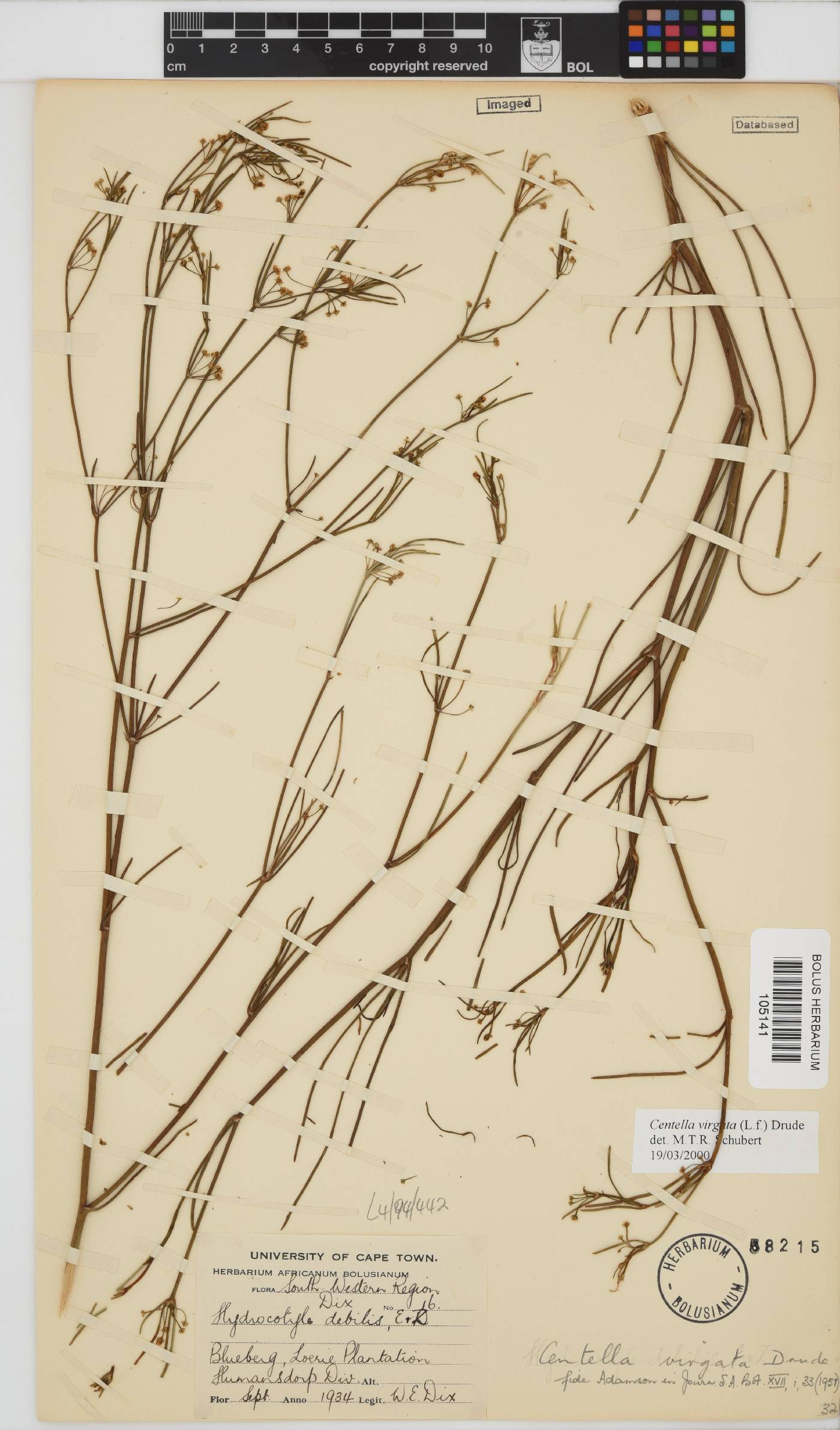 Centella virgata image