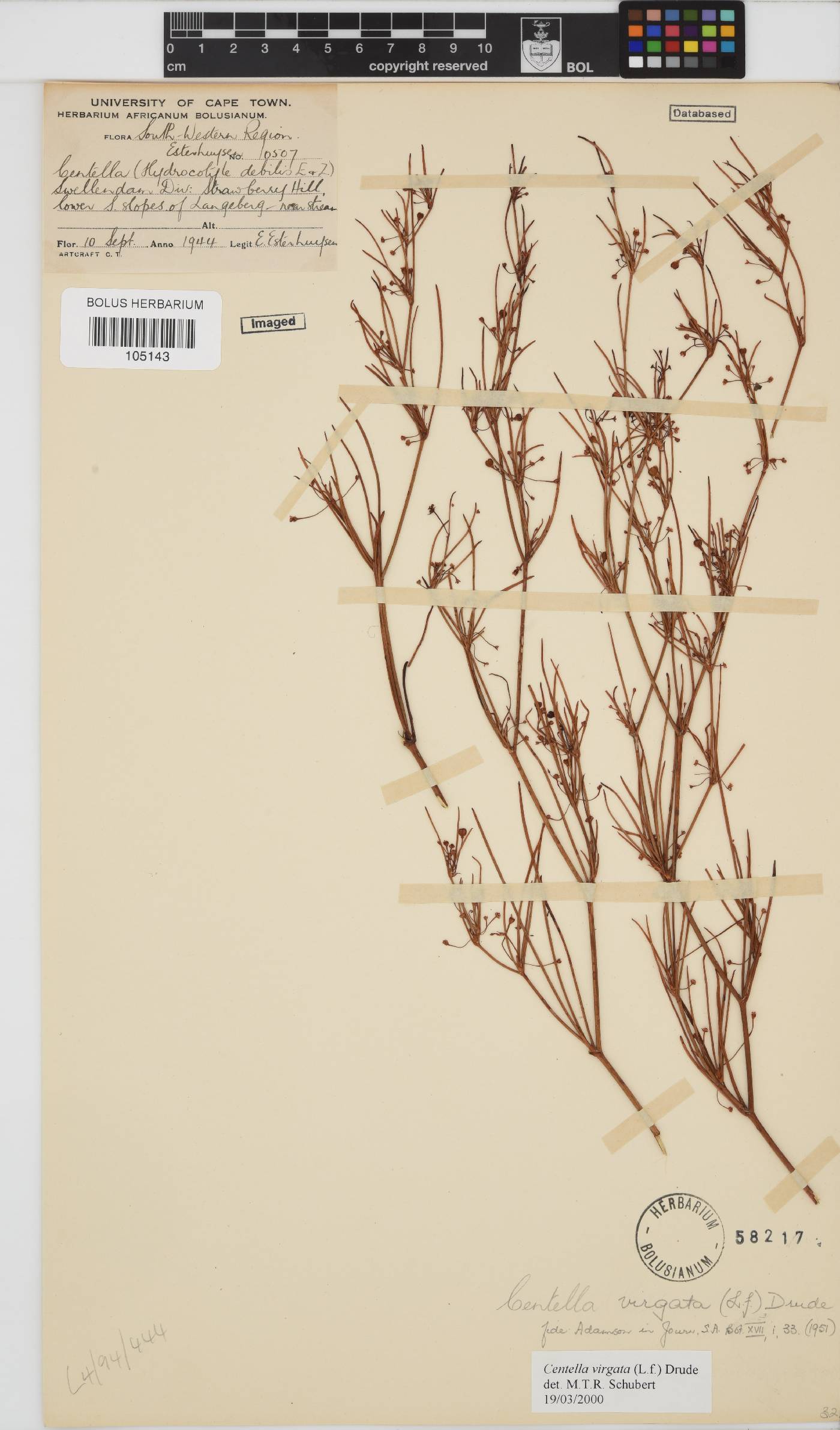Centella virgata image