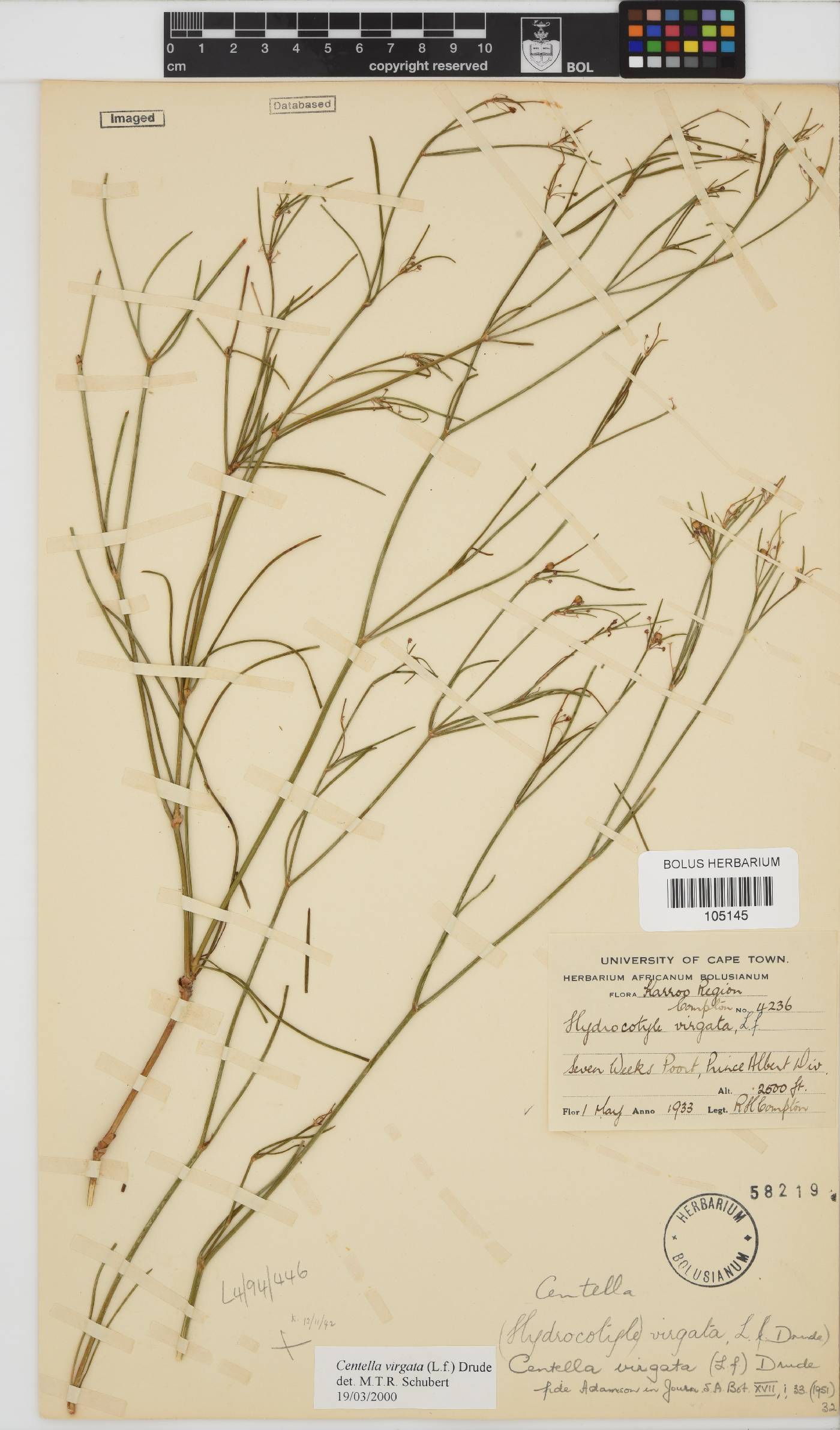 Centella virgata image
