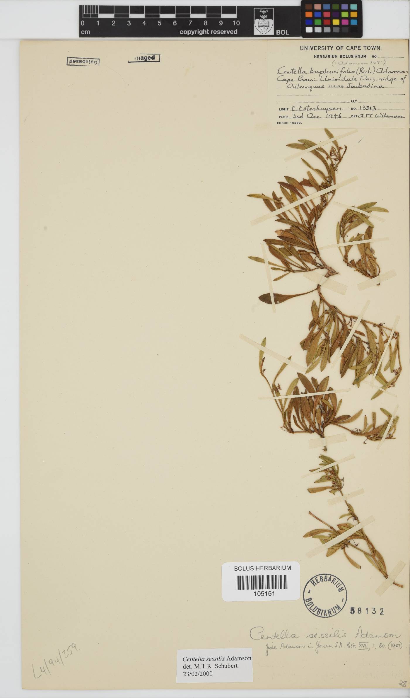 Centella sessilis image