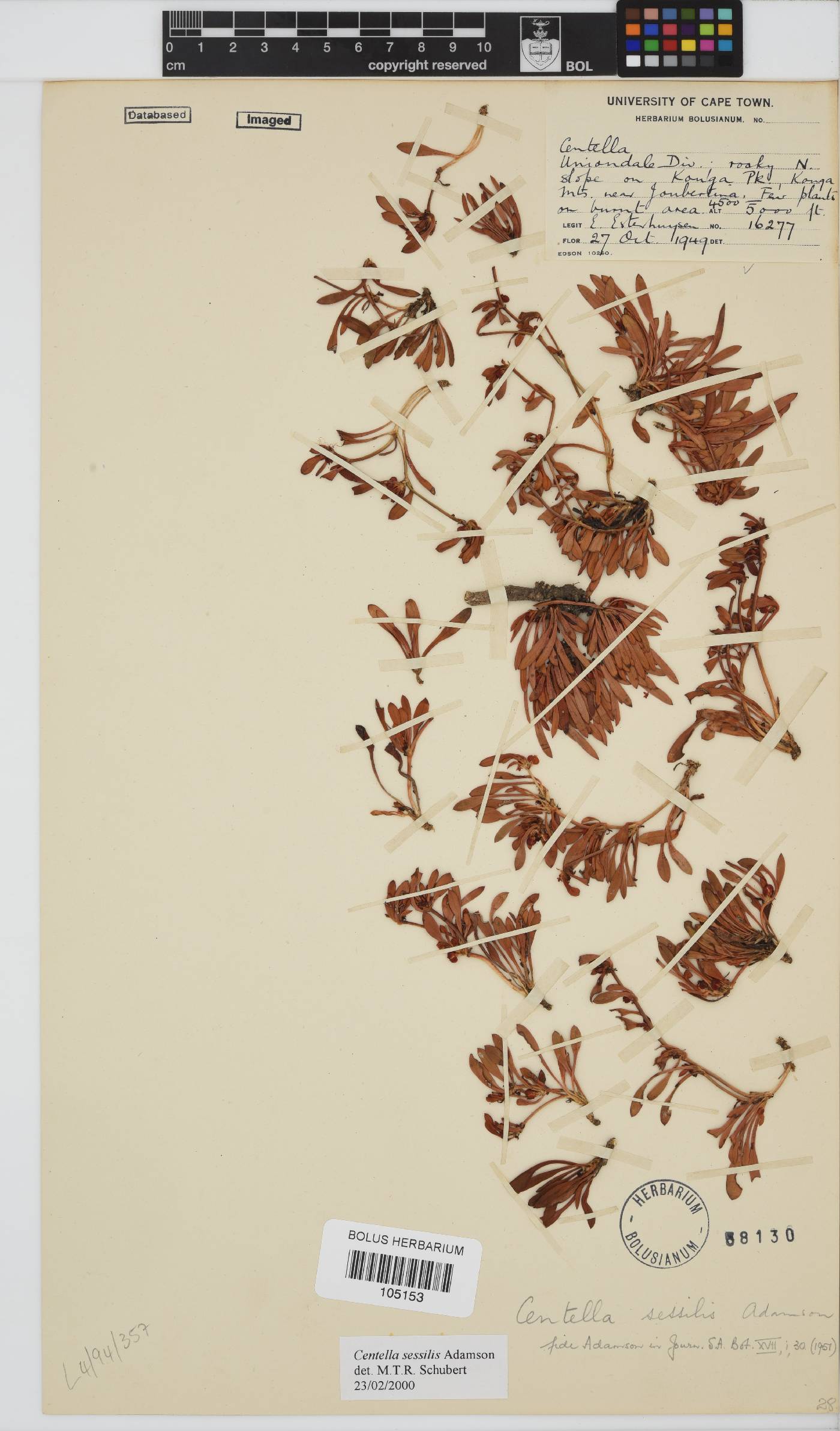 Centella sessilis image