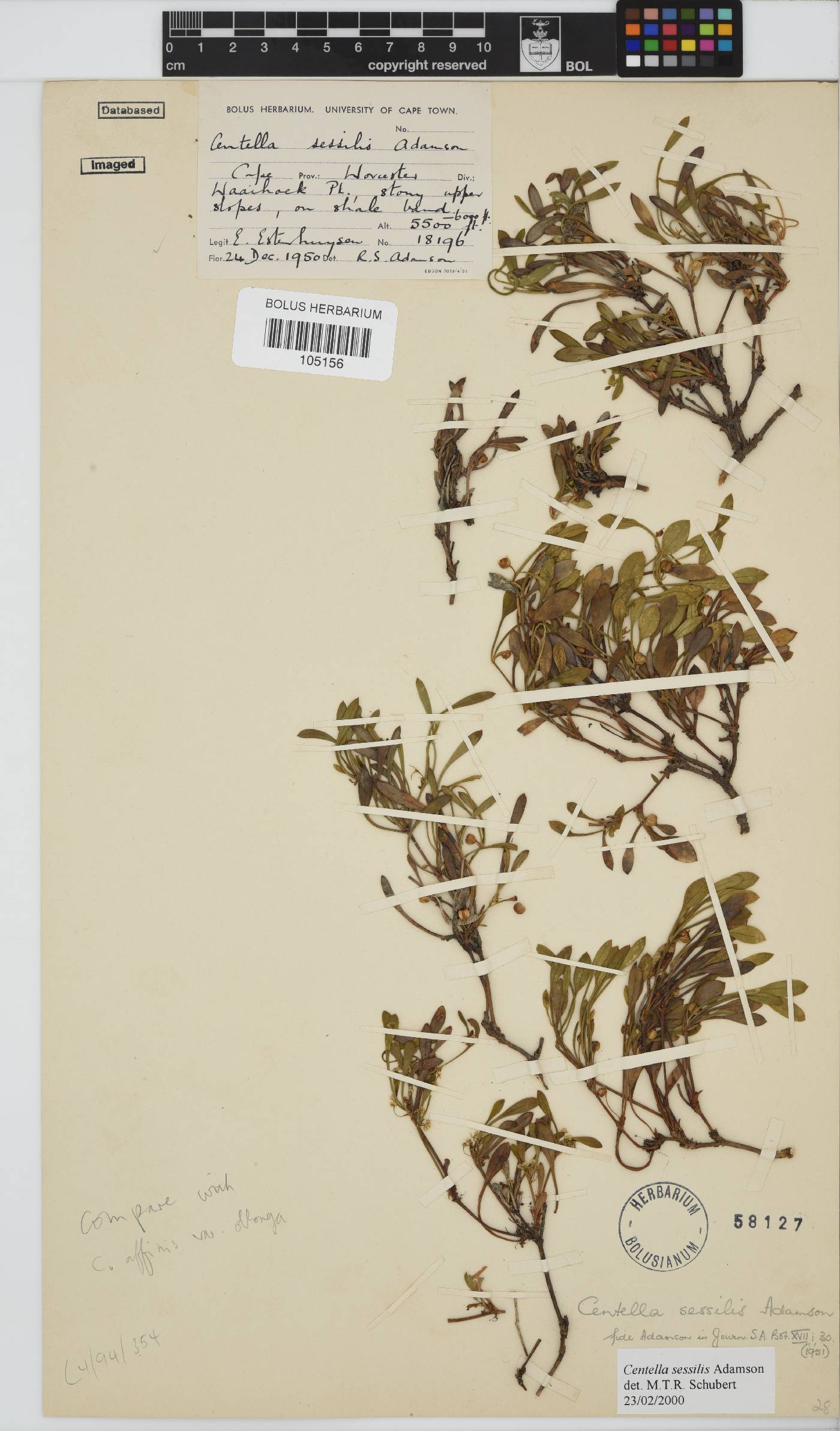 Centella sessilis image
