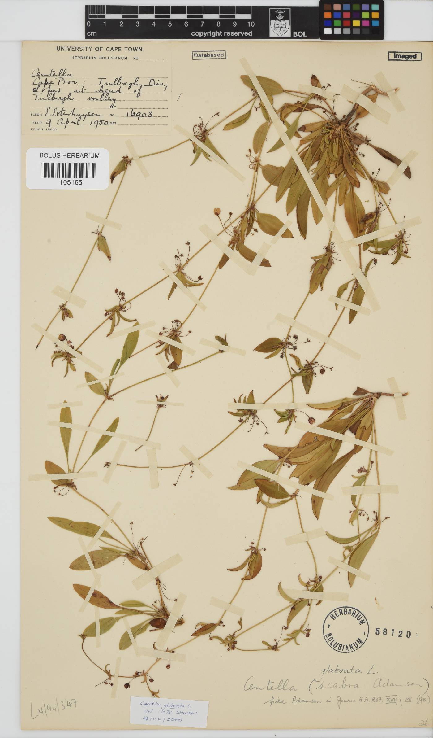 Centella glabrata image