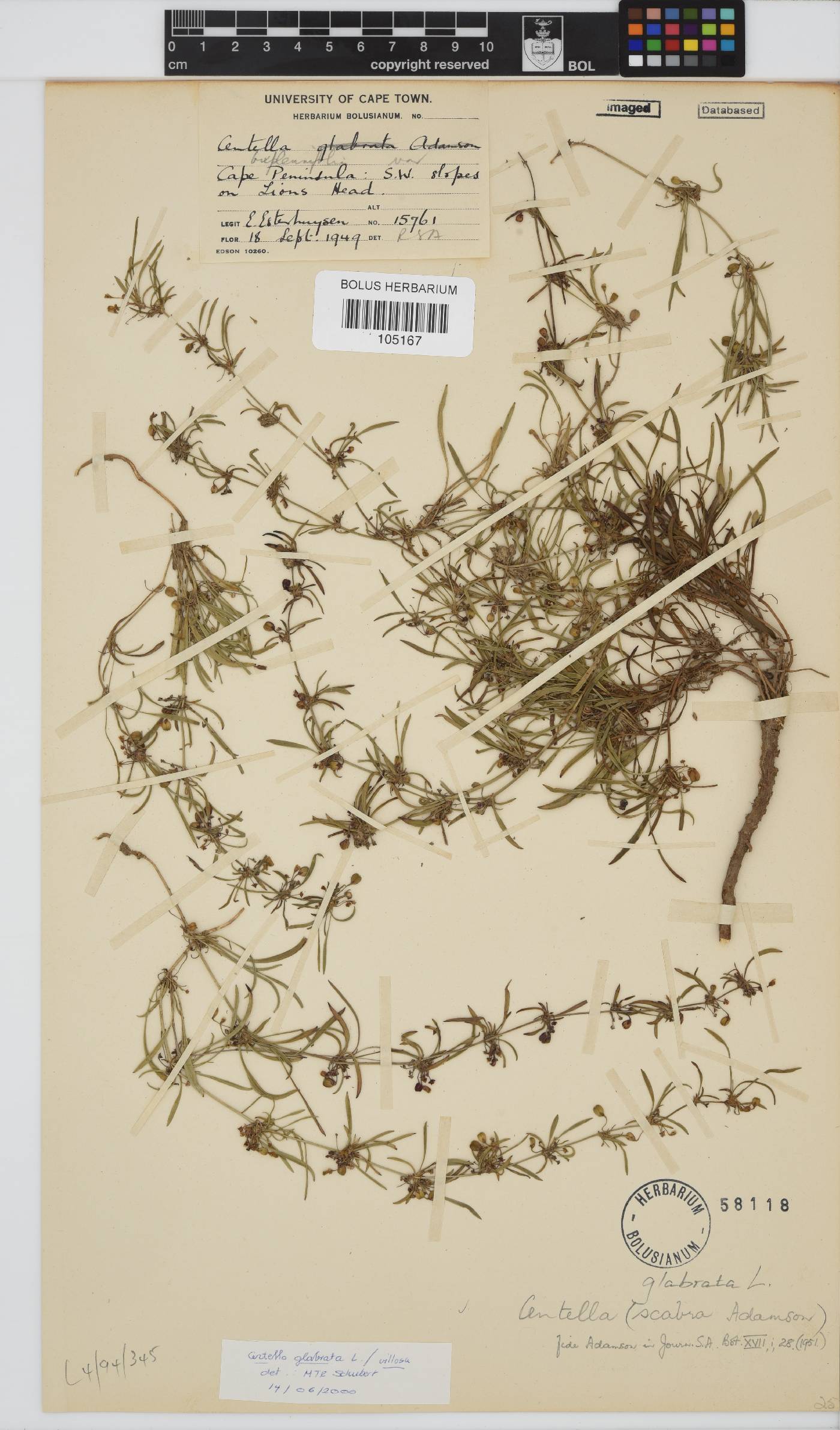 Centella glabrata image