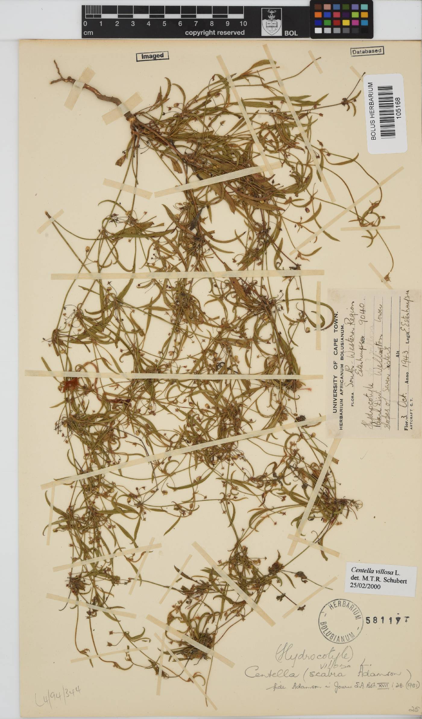 Centella image
