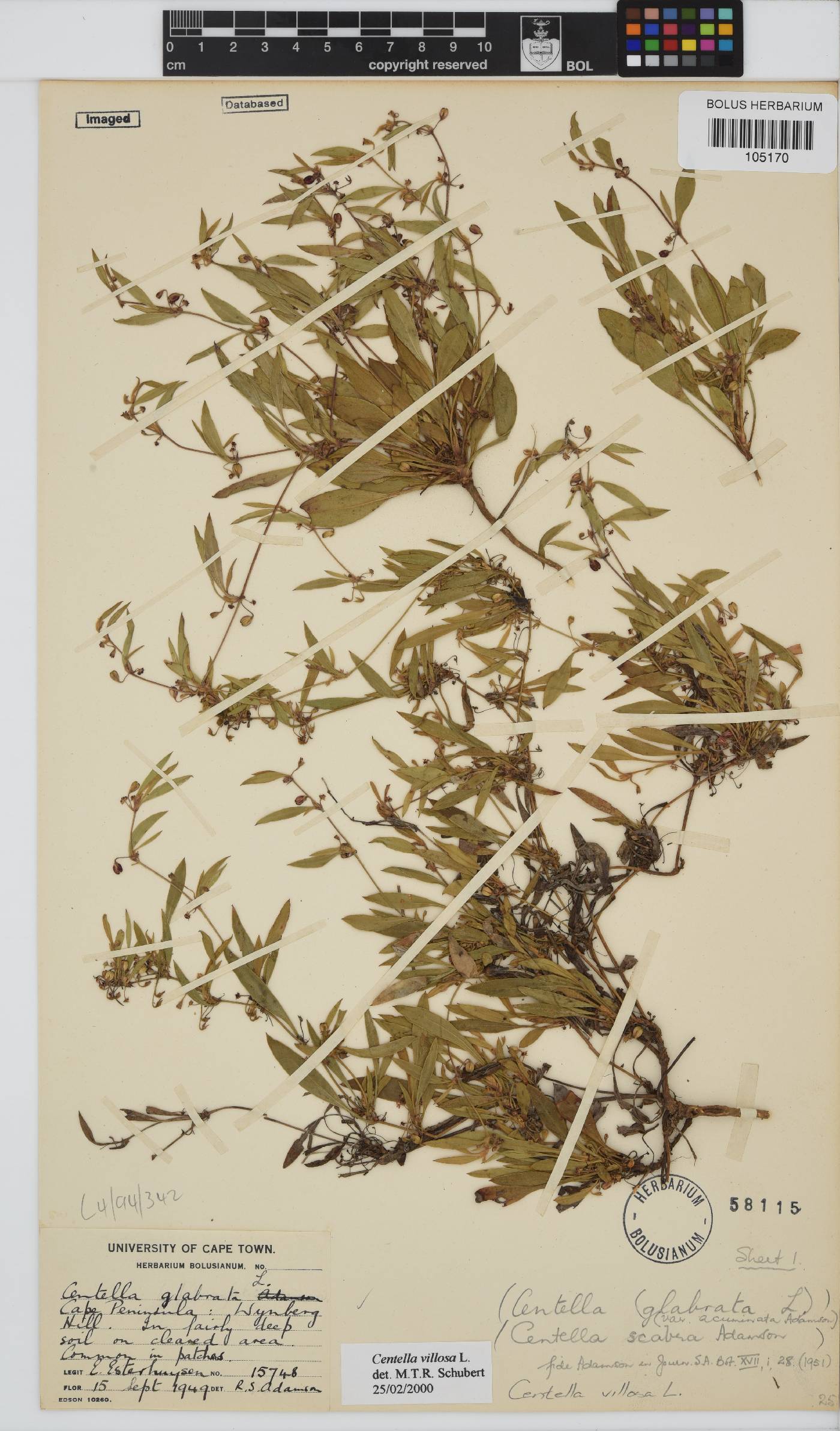 Centella villosa image
