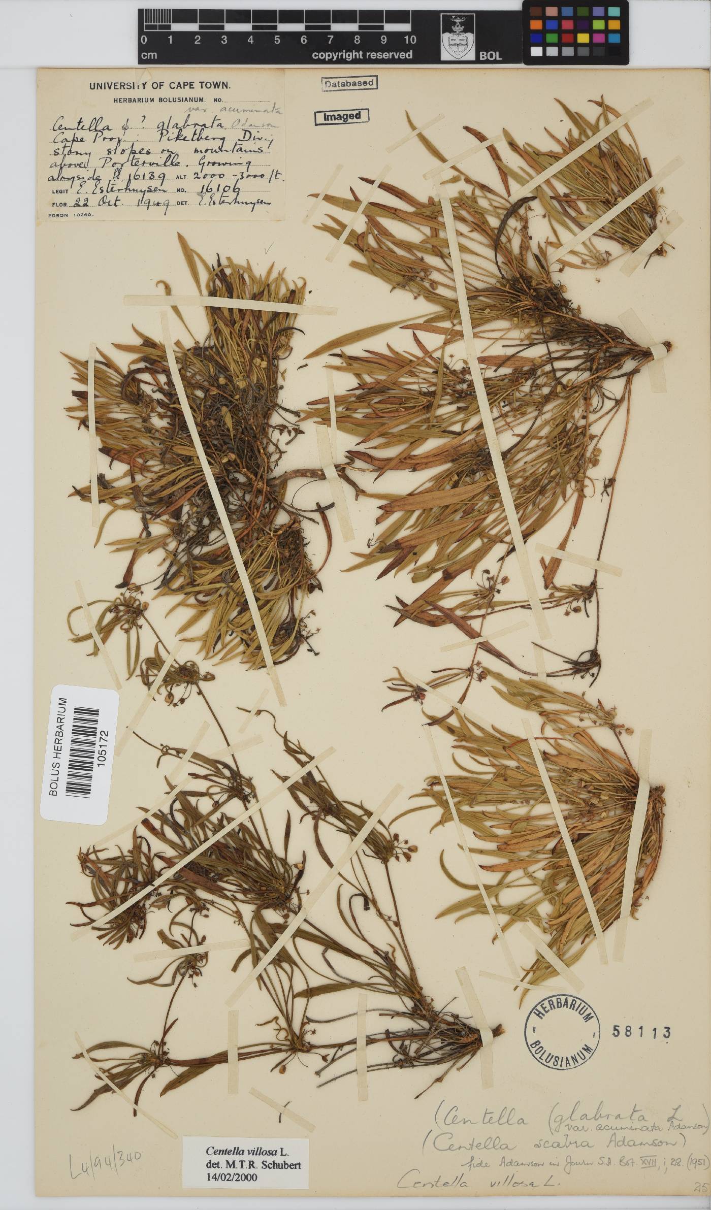 Centella villosa image