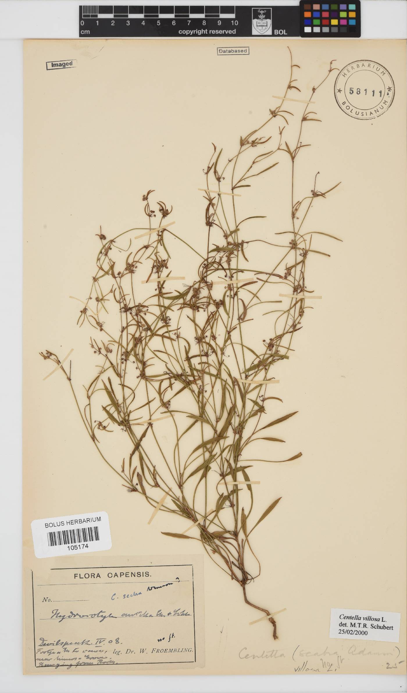 Centella image