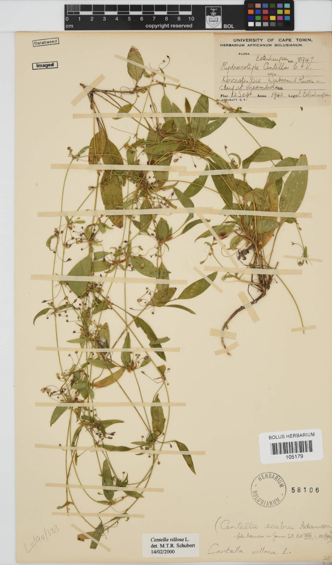 Centella villosa image
