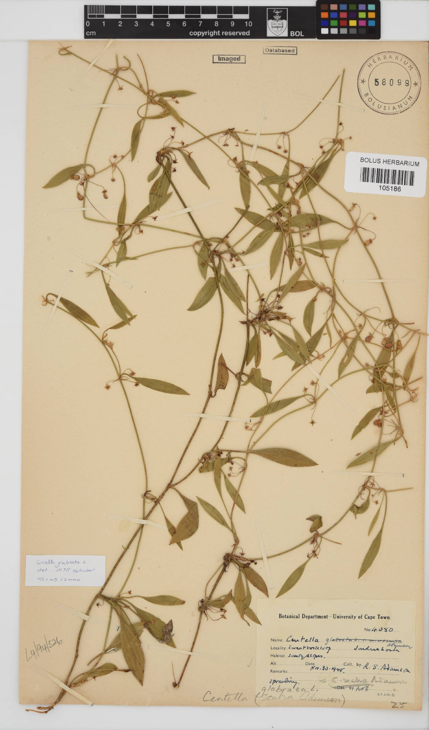 Centella glabrata image