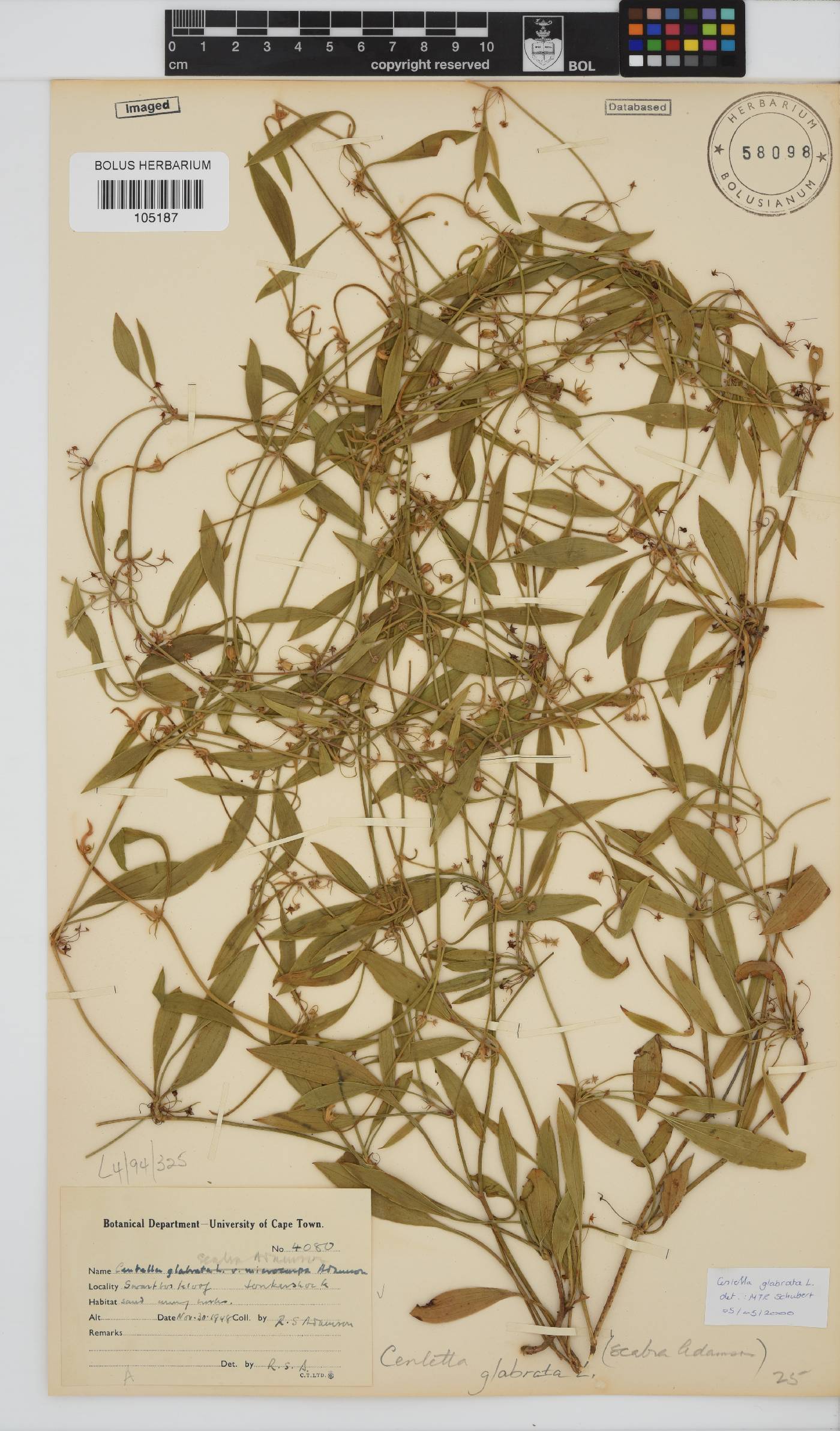 Centella glabrata image