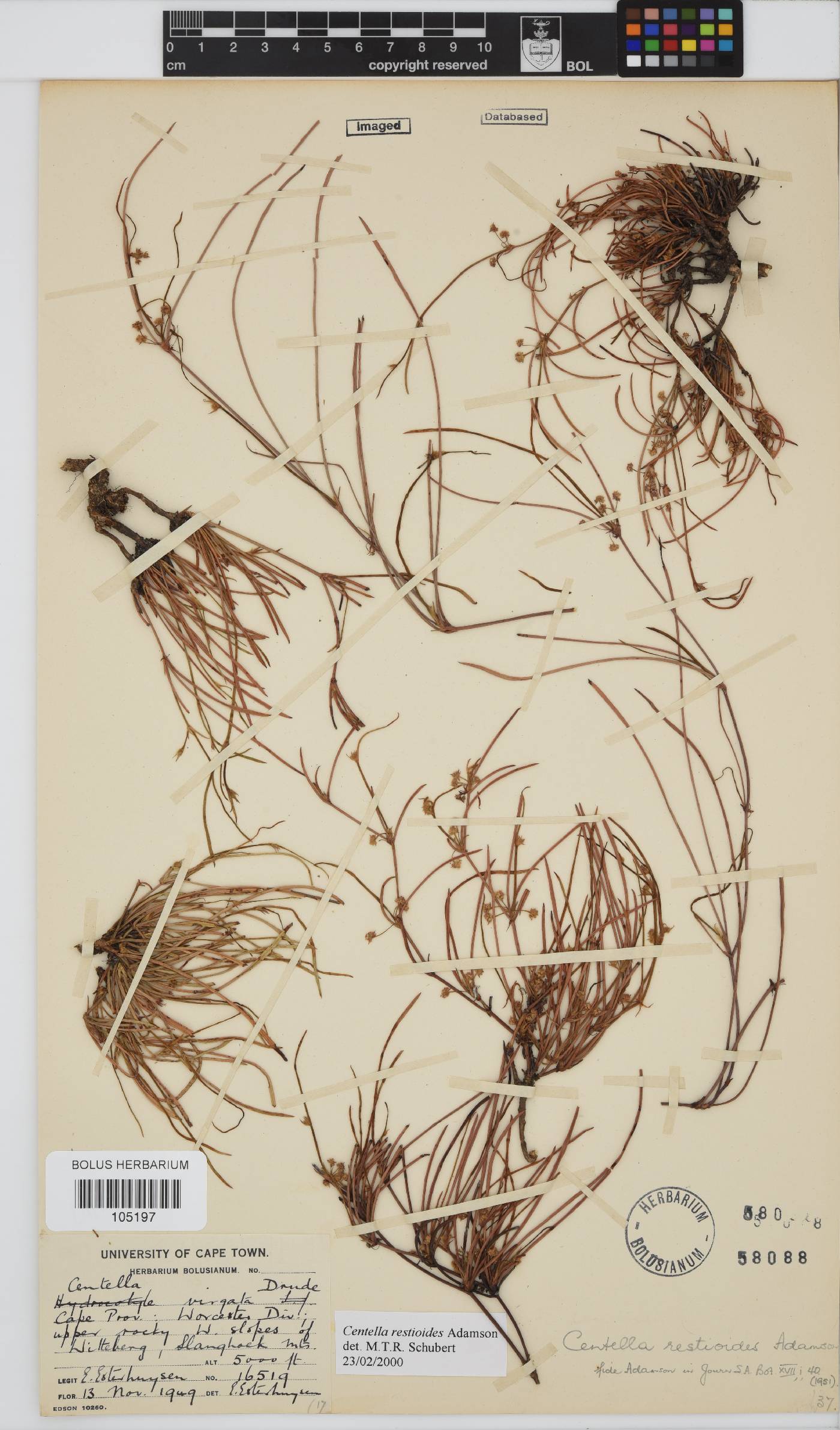 Centella restioides image