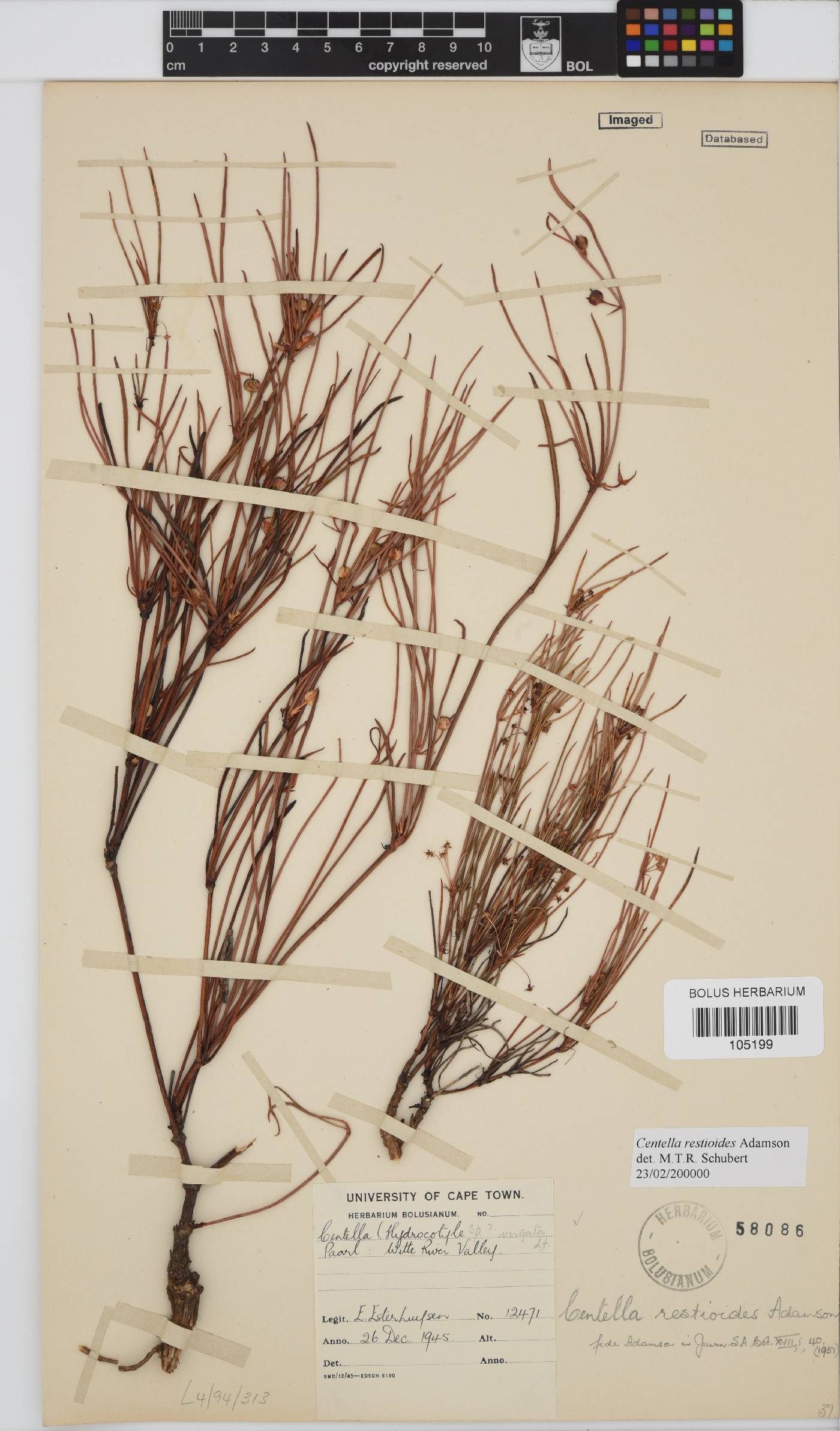 Centella restioides image
