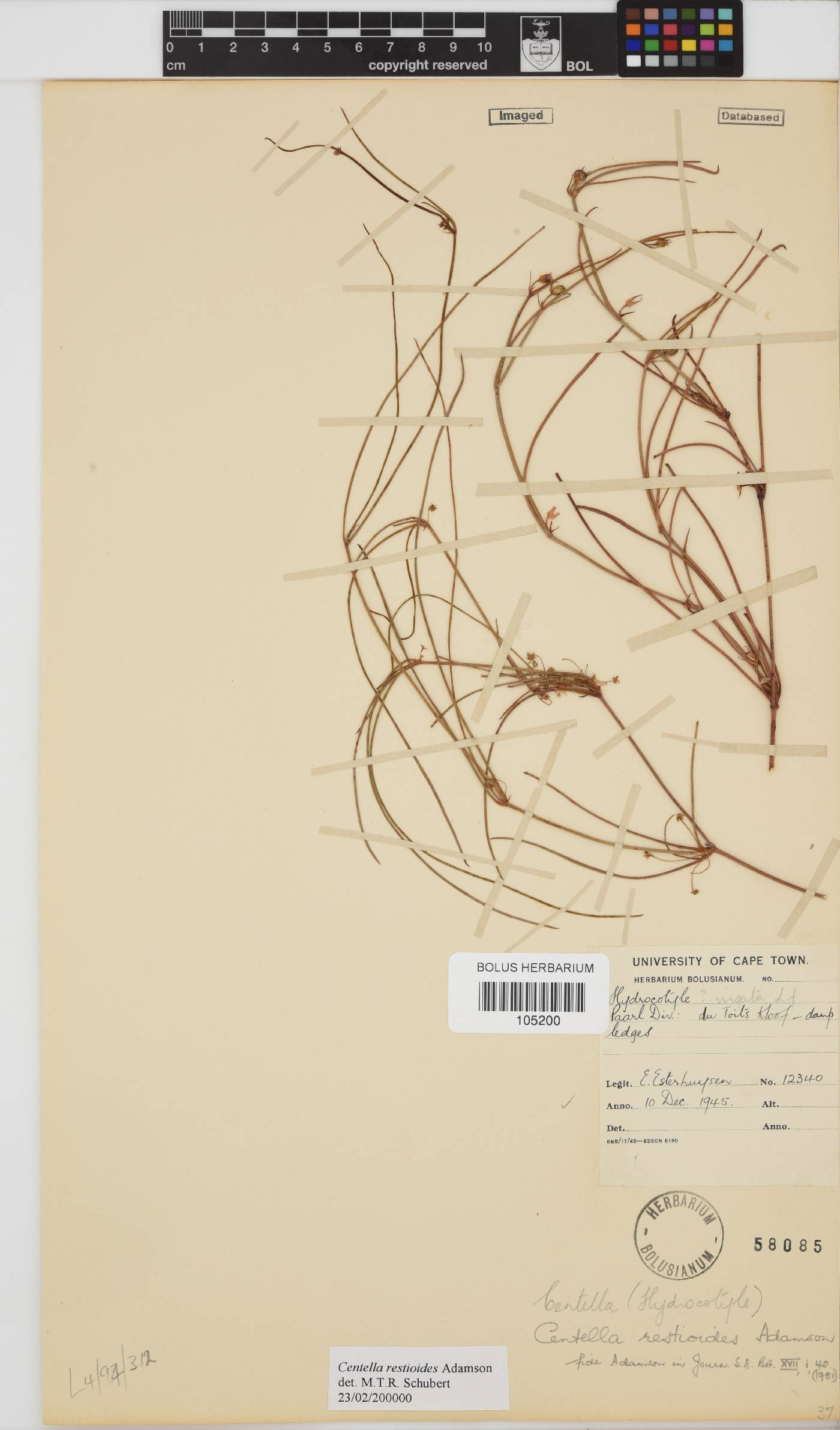 Centella restioides image