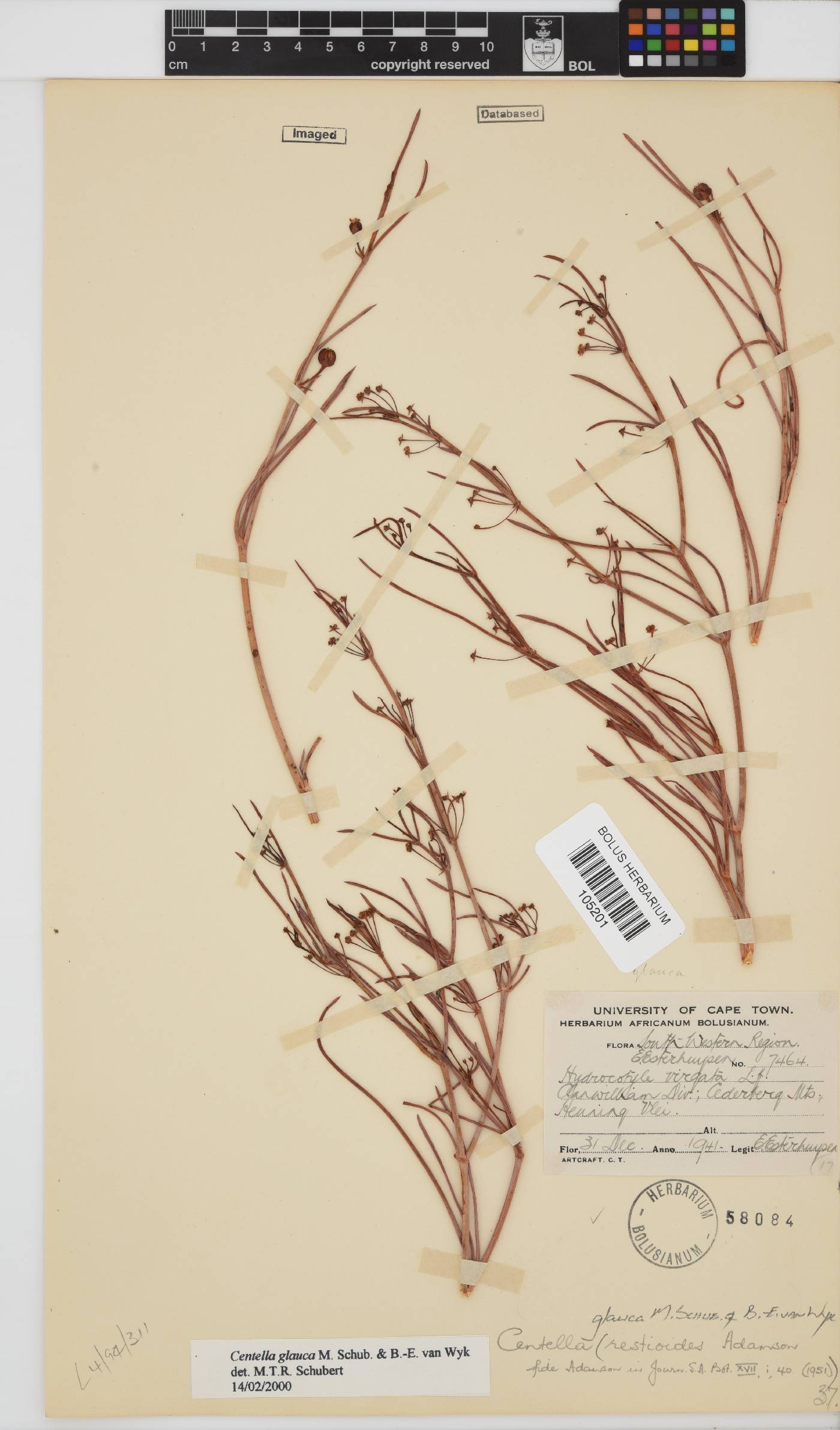 Centella glauca image