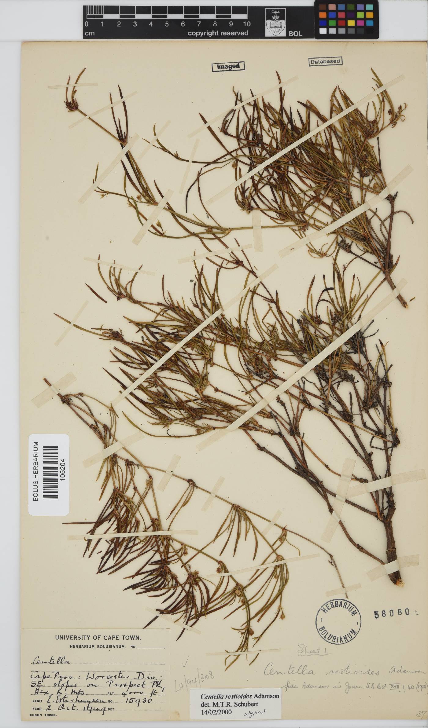 Centella restioides image