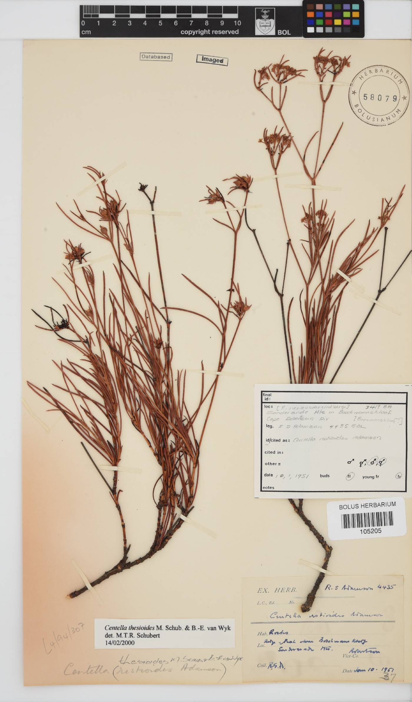 Centella thesioides image