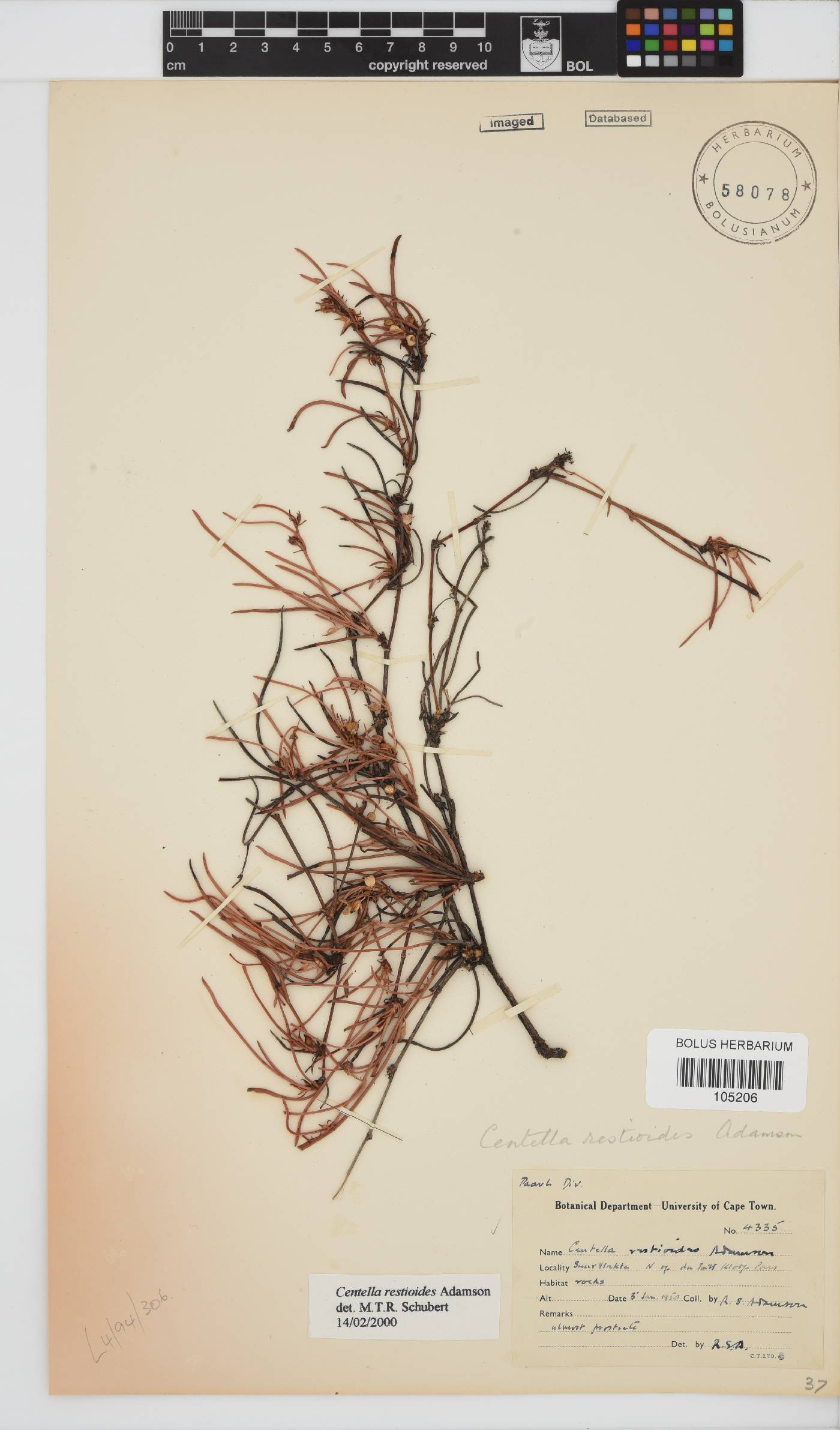 Centella restioides image