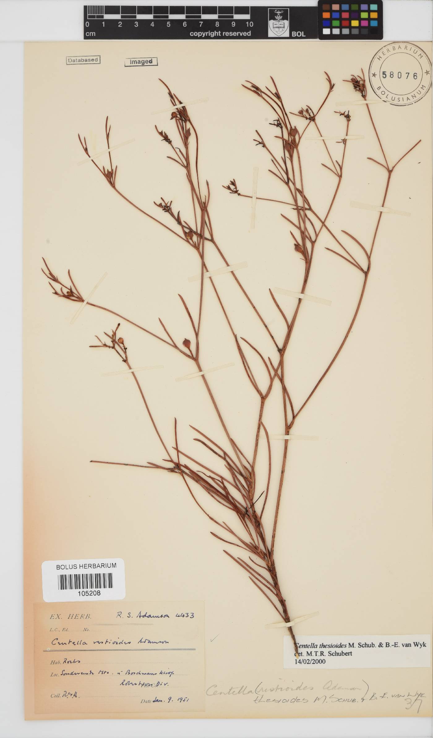Centella thesioides image