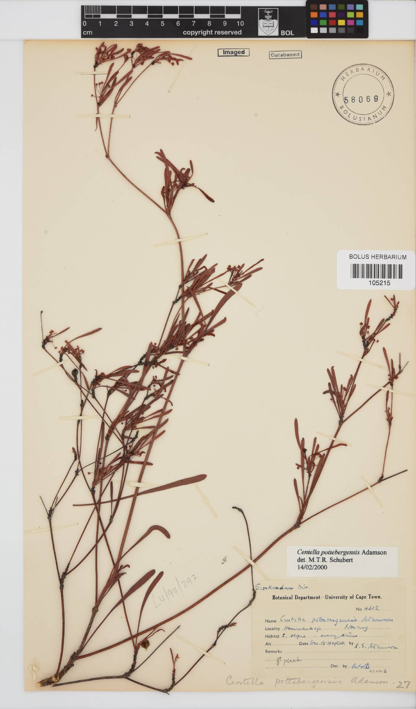 Centella pottebergensis image