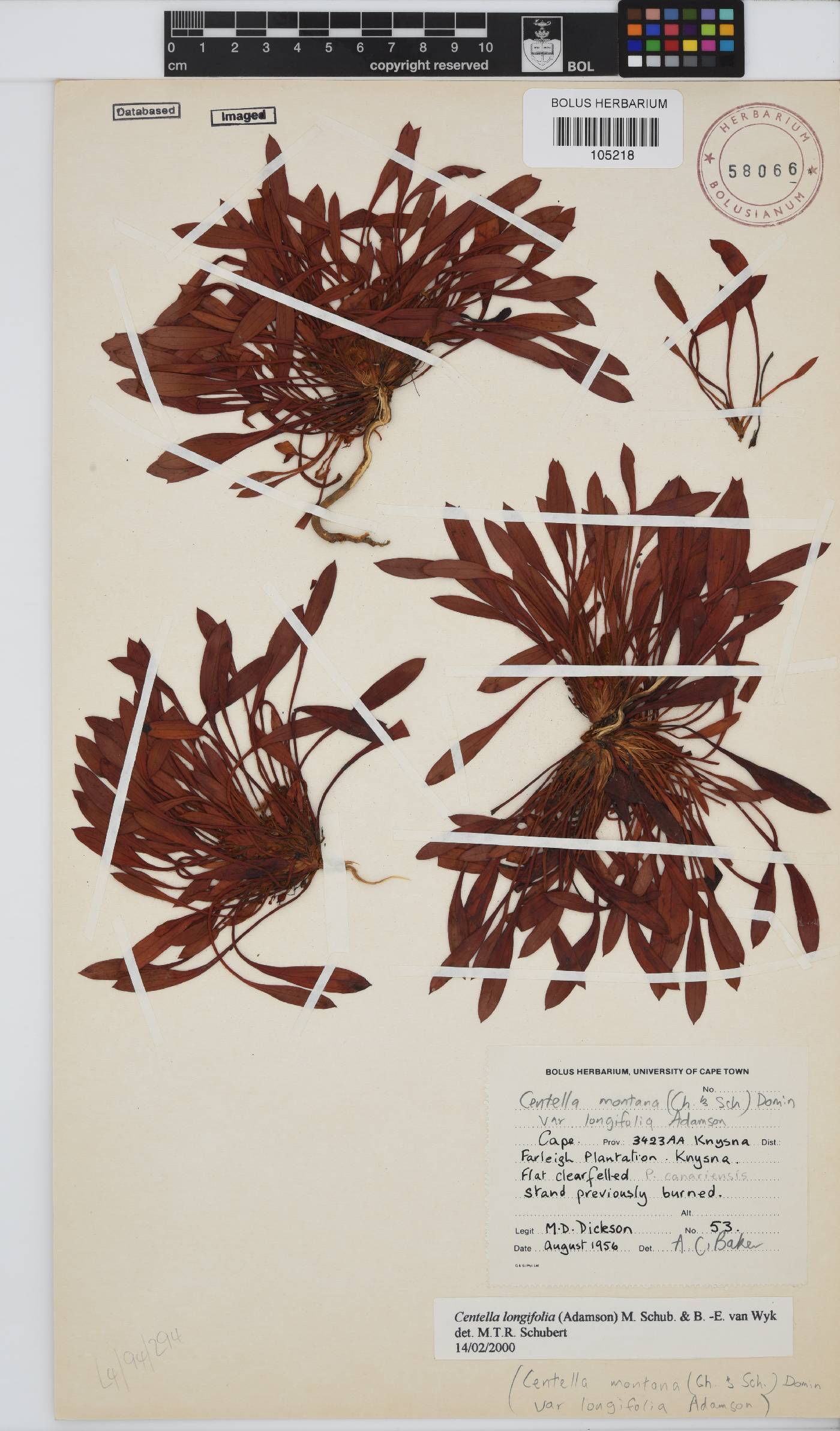 Centella longifolia image