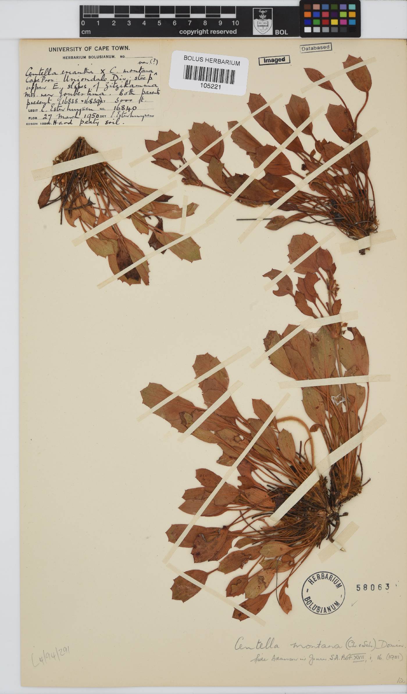 Centella montana image