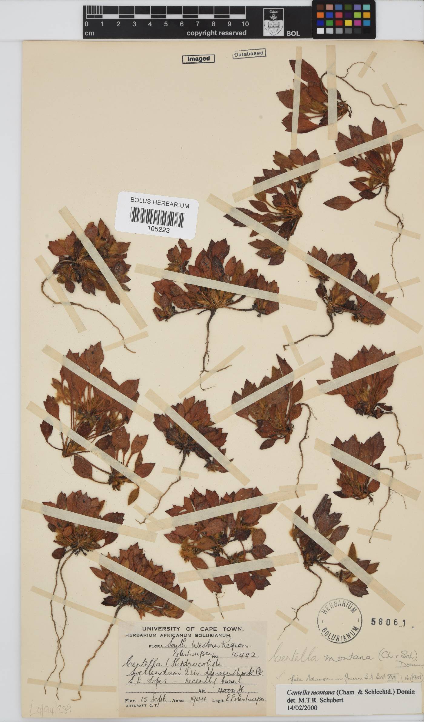 Centella montana image