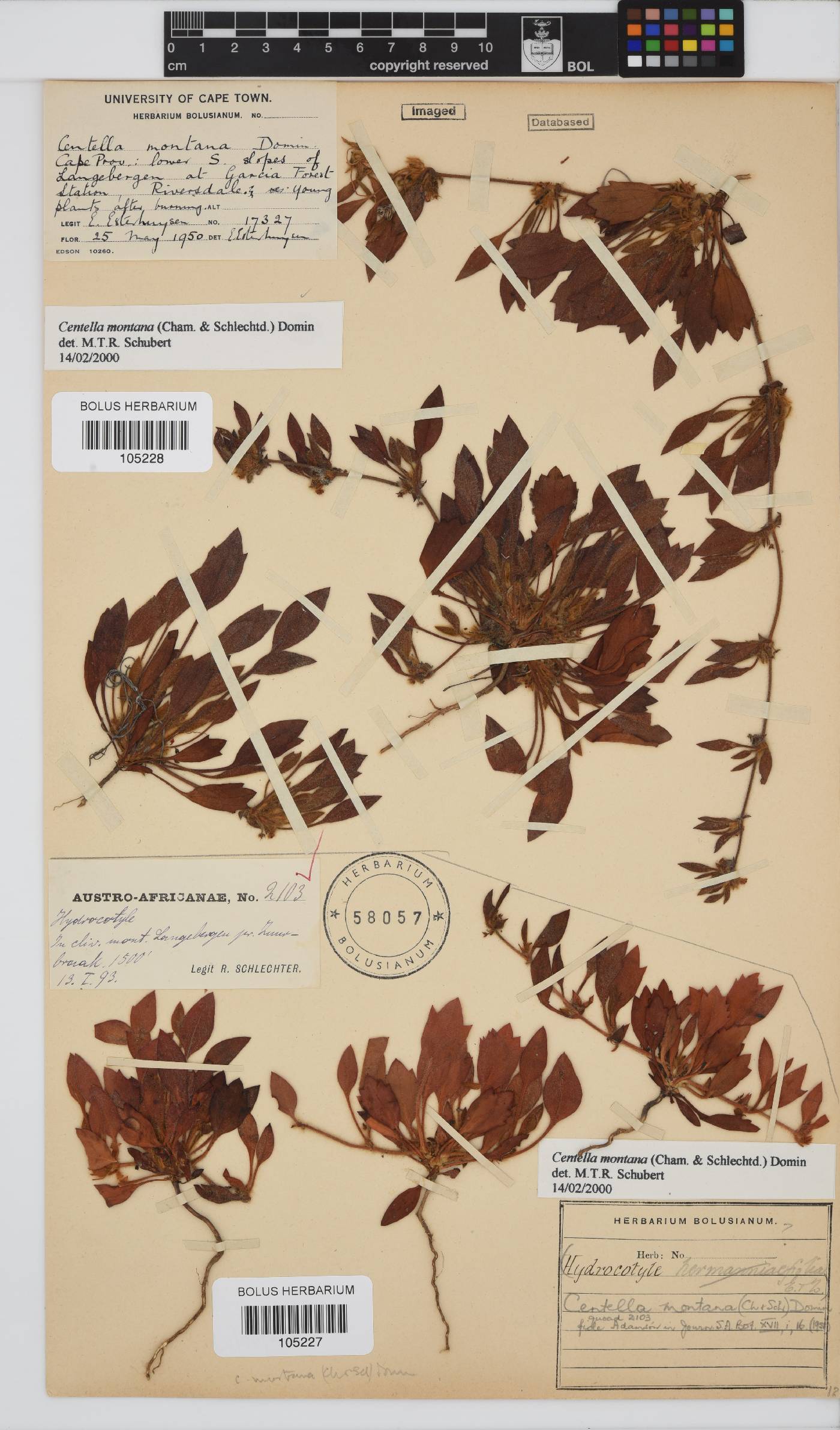 Centella montana image