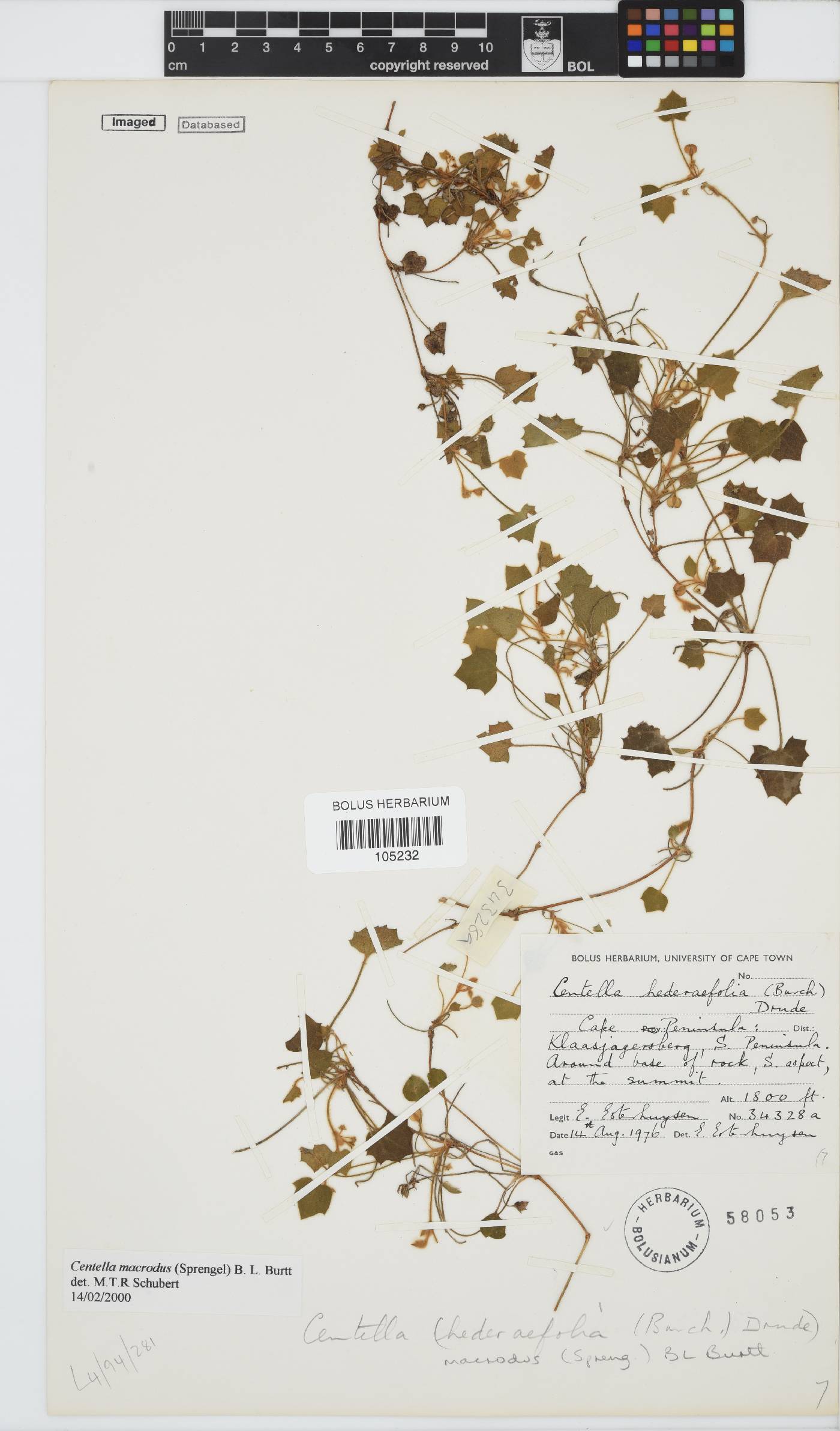 Centella macrodus image