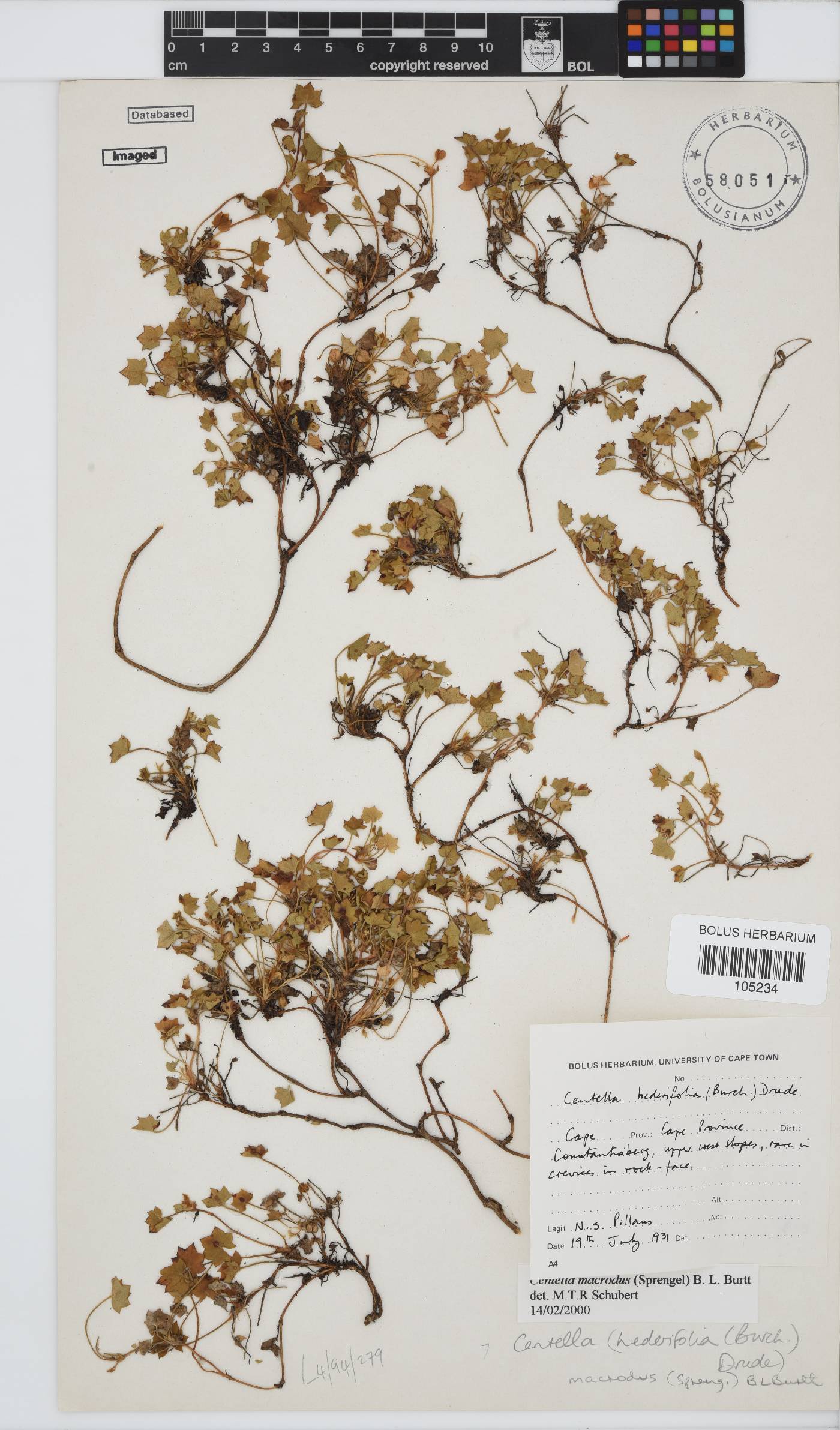 Centella macrodus image