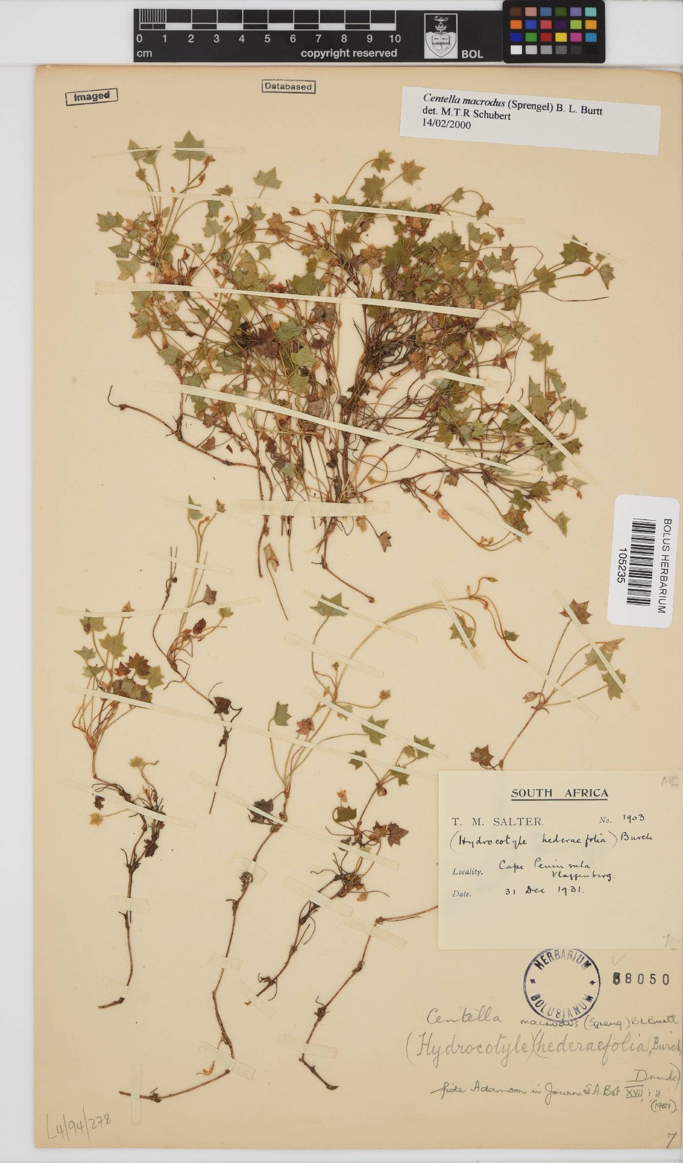 Centella macrodus image