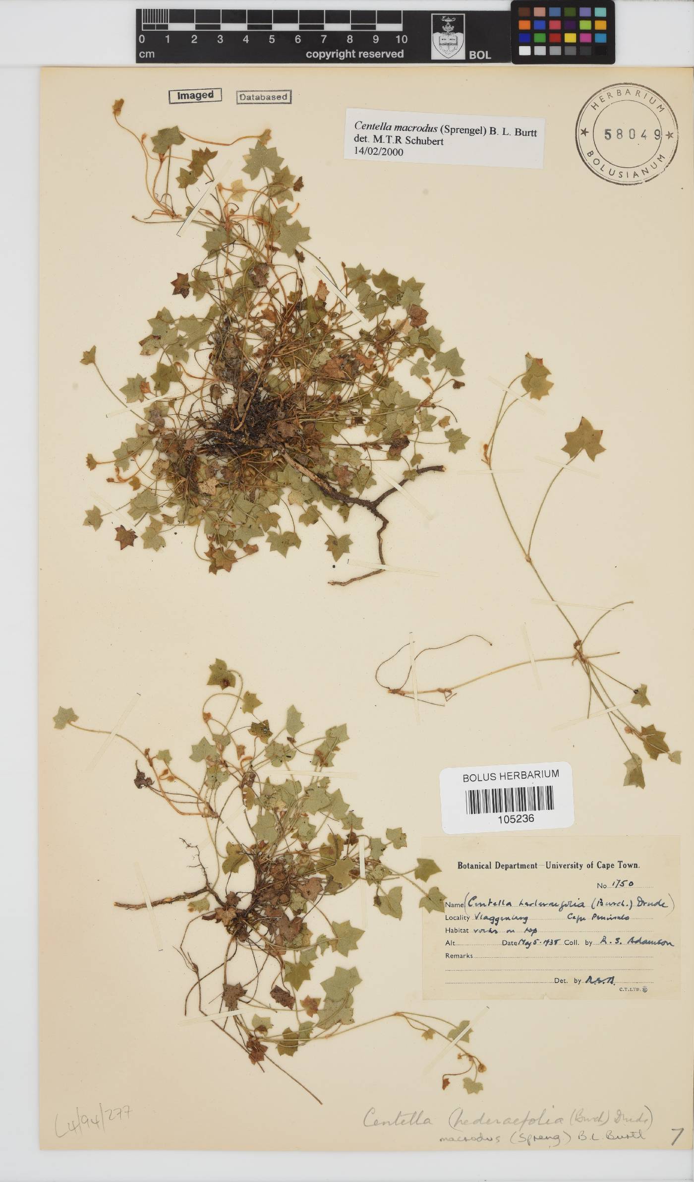 Centella macrodus image