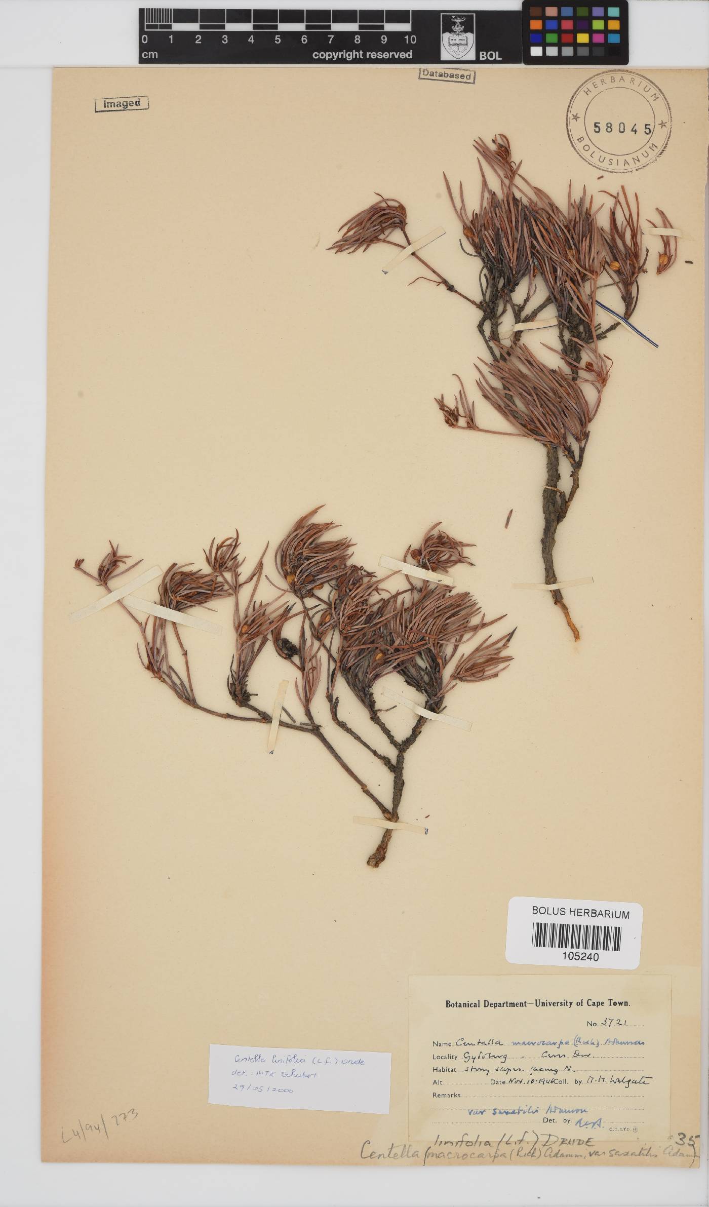 Centella linifolia image