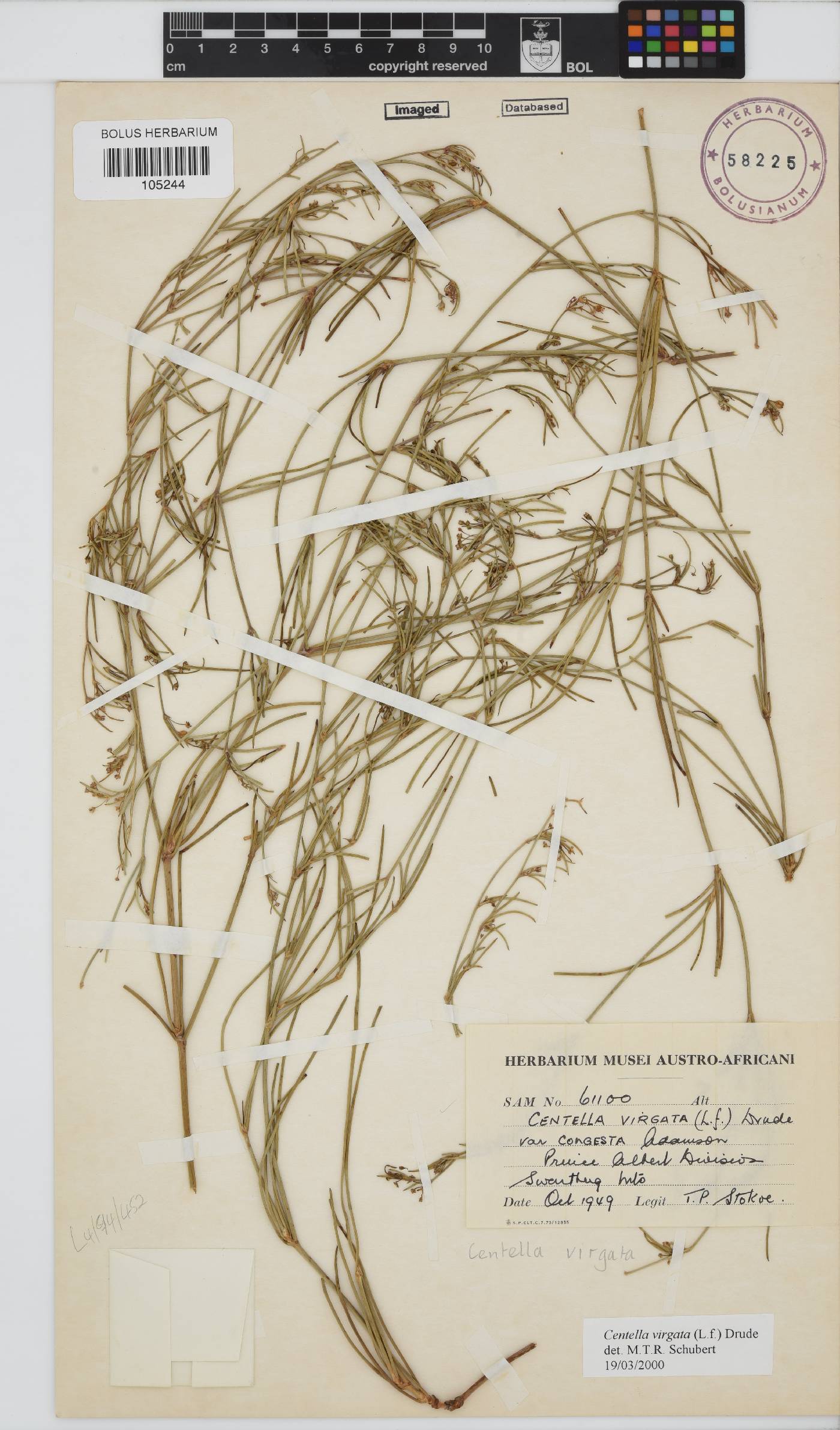 Centella virgata image