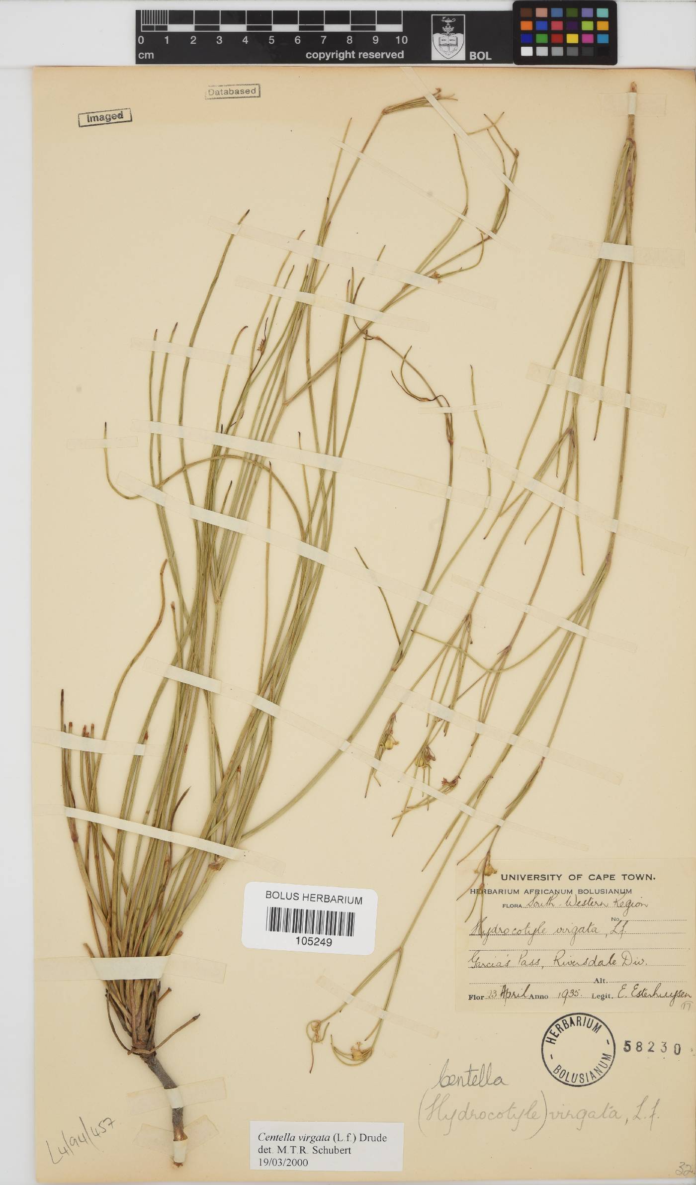 Centella virgata image