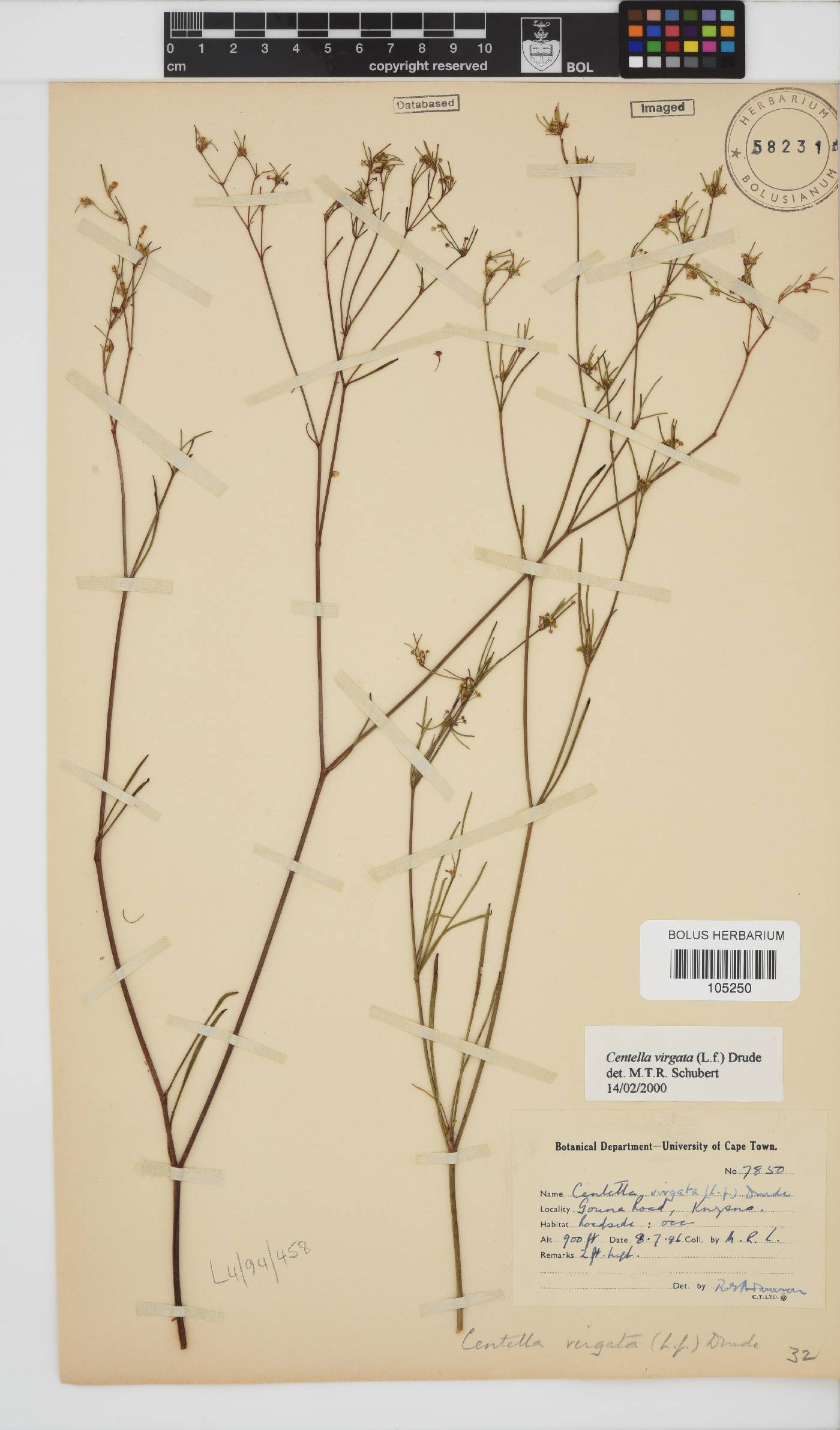Centella virgata image