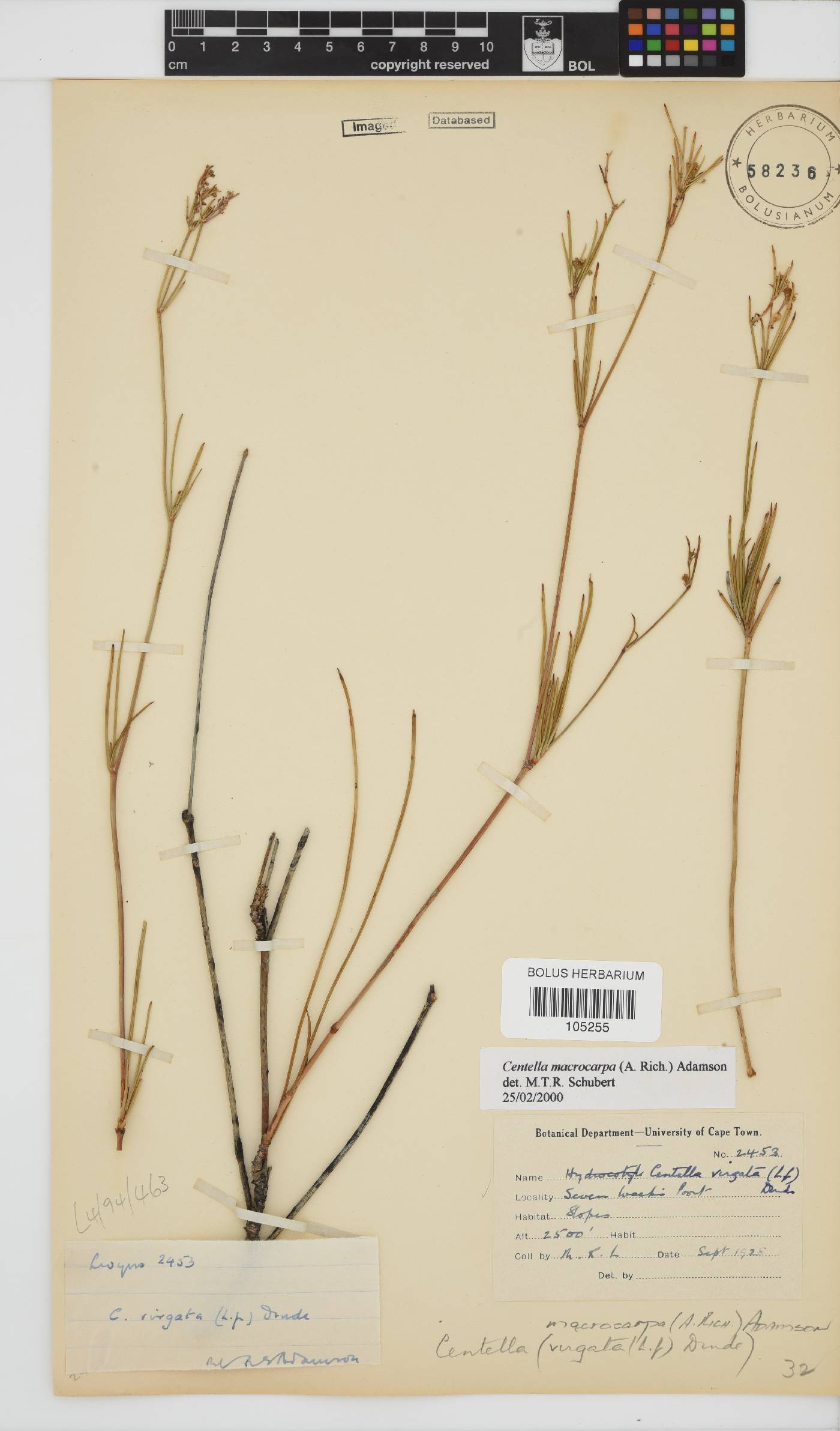 Centella macrocarpa image