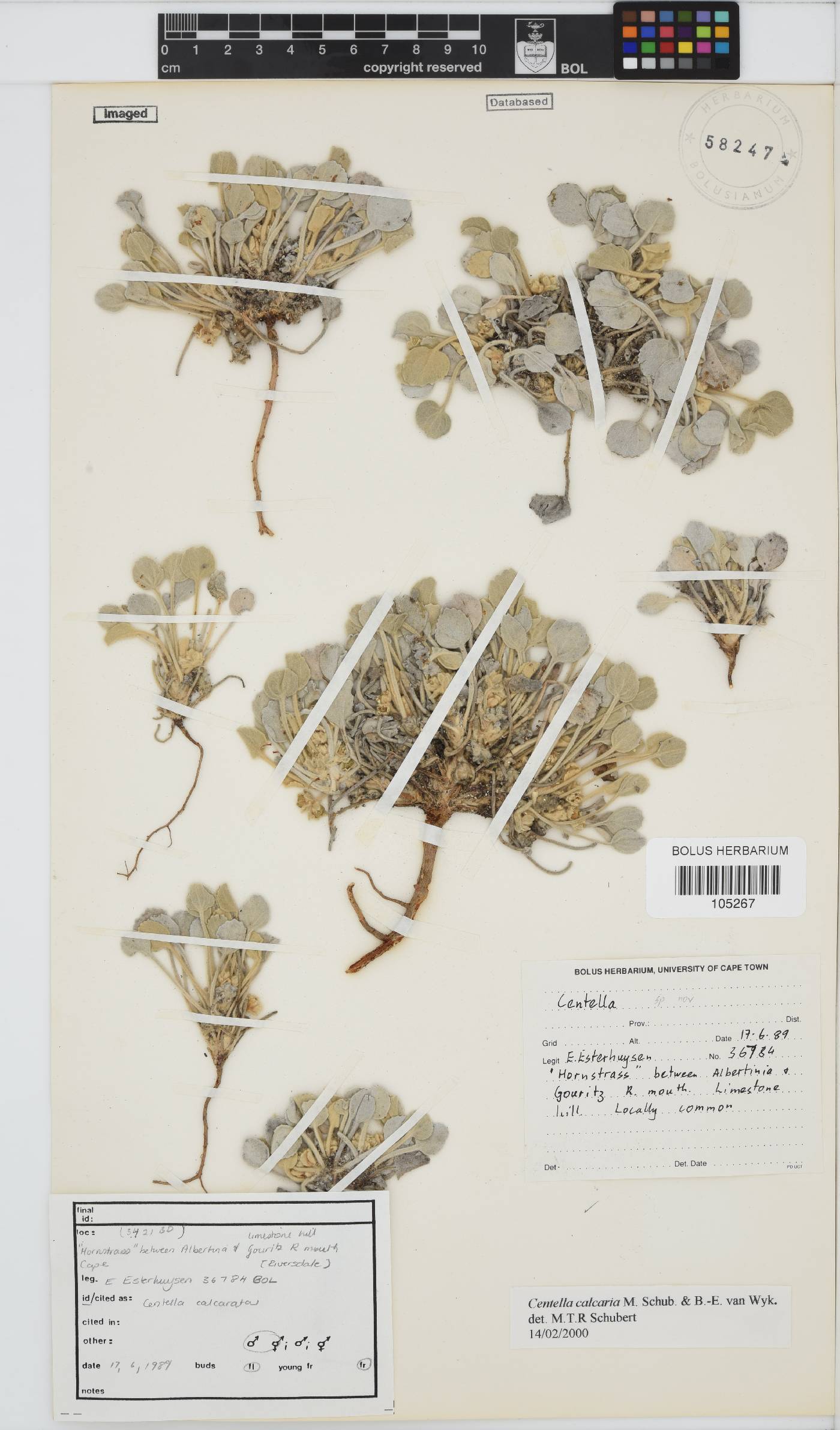 Centella calcaria image