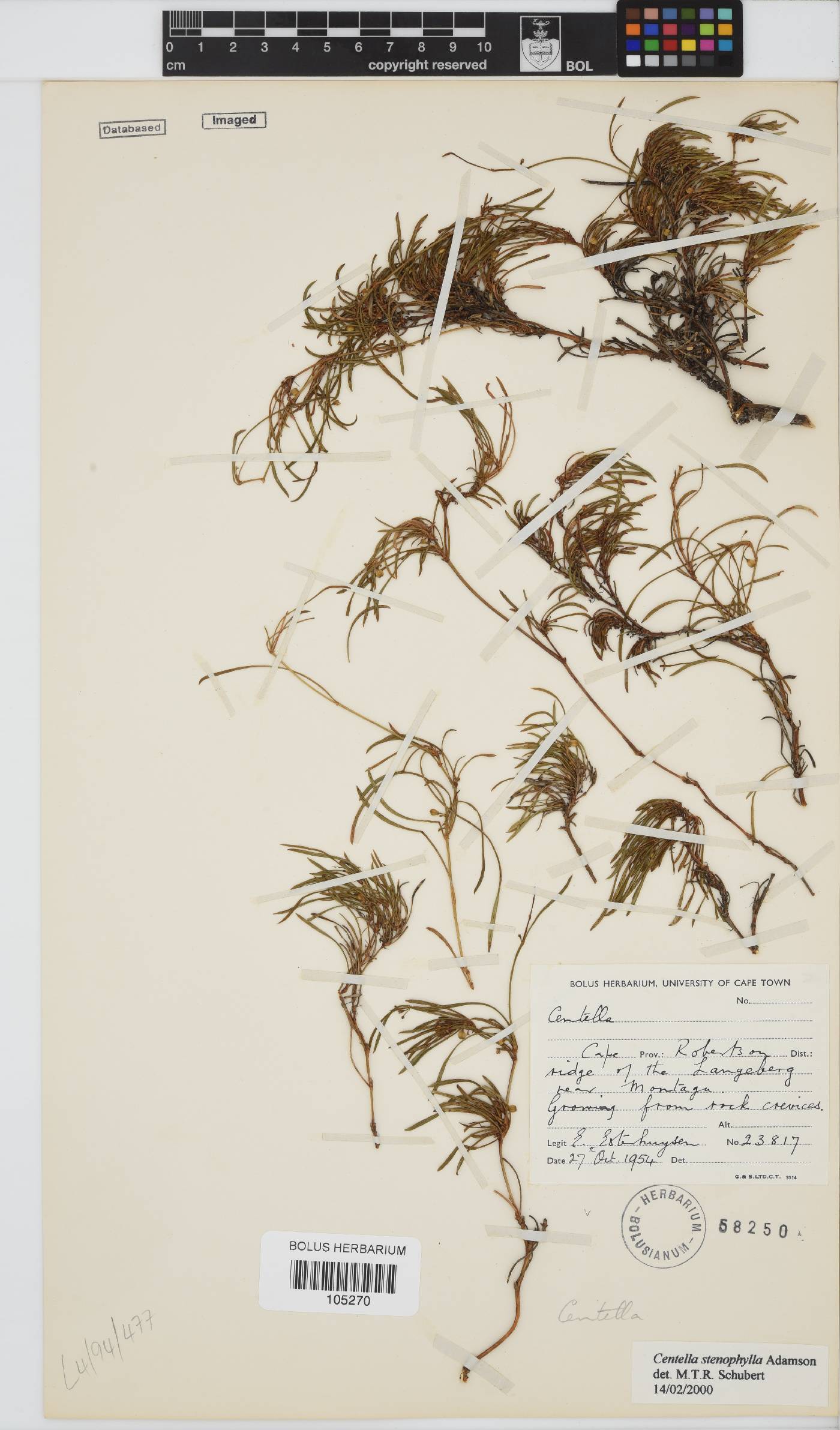 Centella stenophylla image