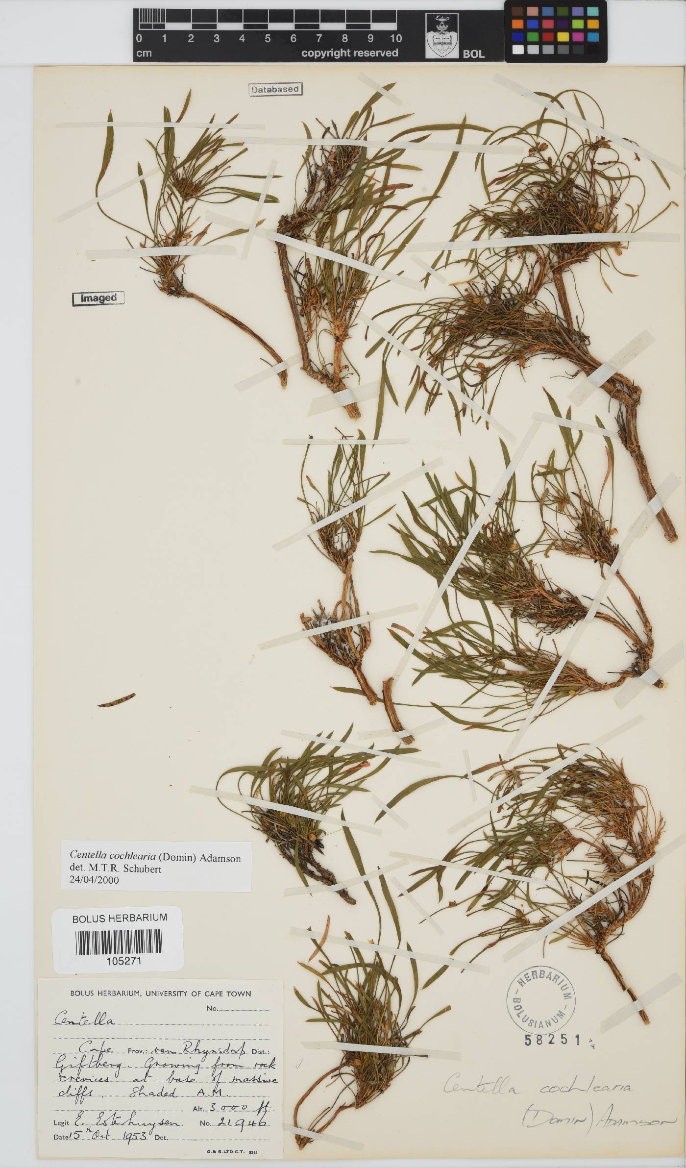 Centella cochlearia image